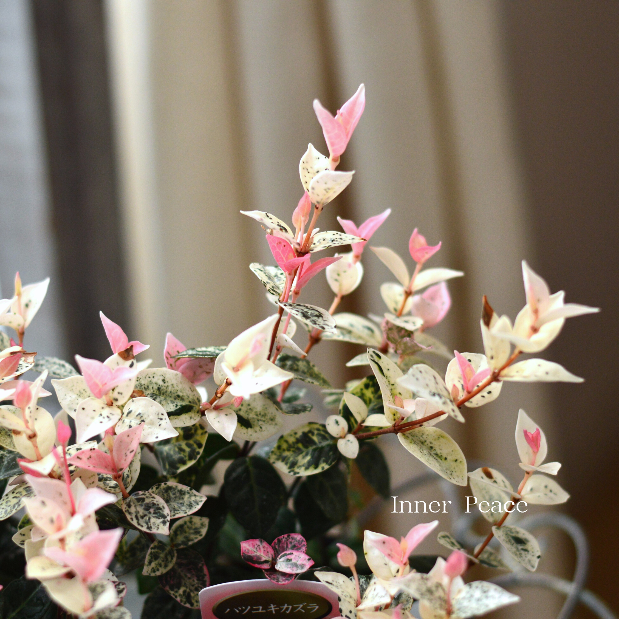 【美しい】 ハツユキカズラ　　3寸POT