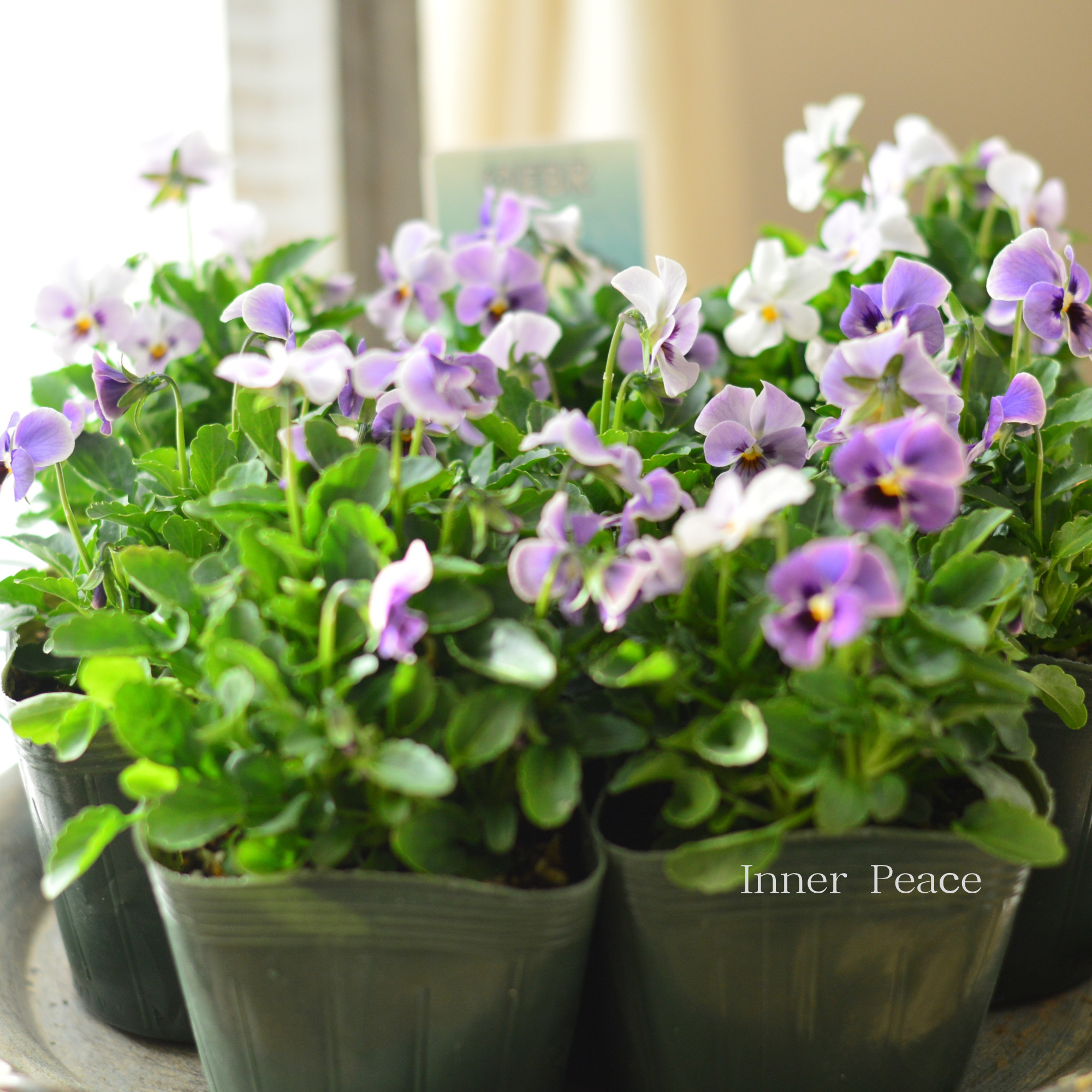 【ゲブラさん】 試験品種ビオラ　『ステラブルー』　3.5寸POT