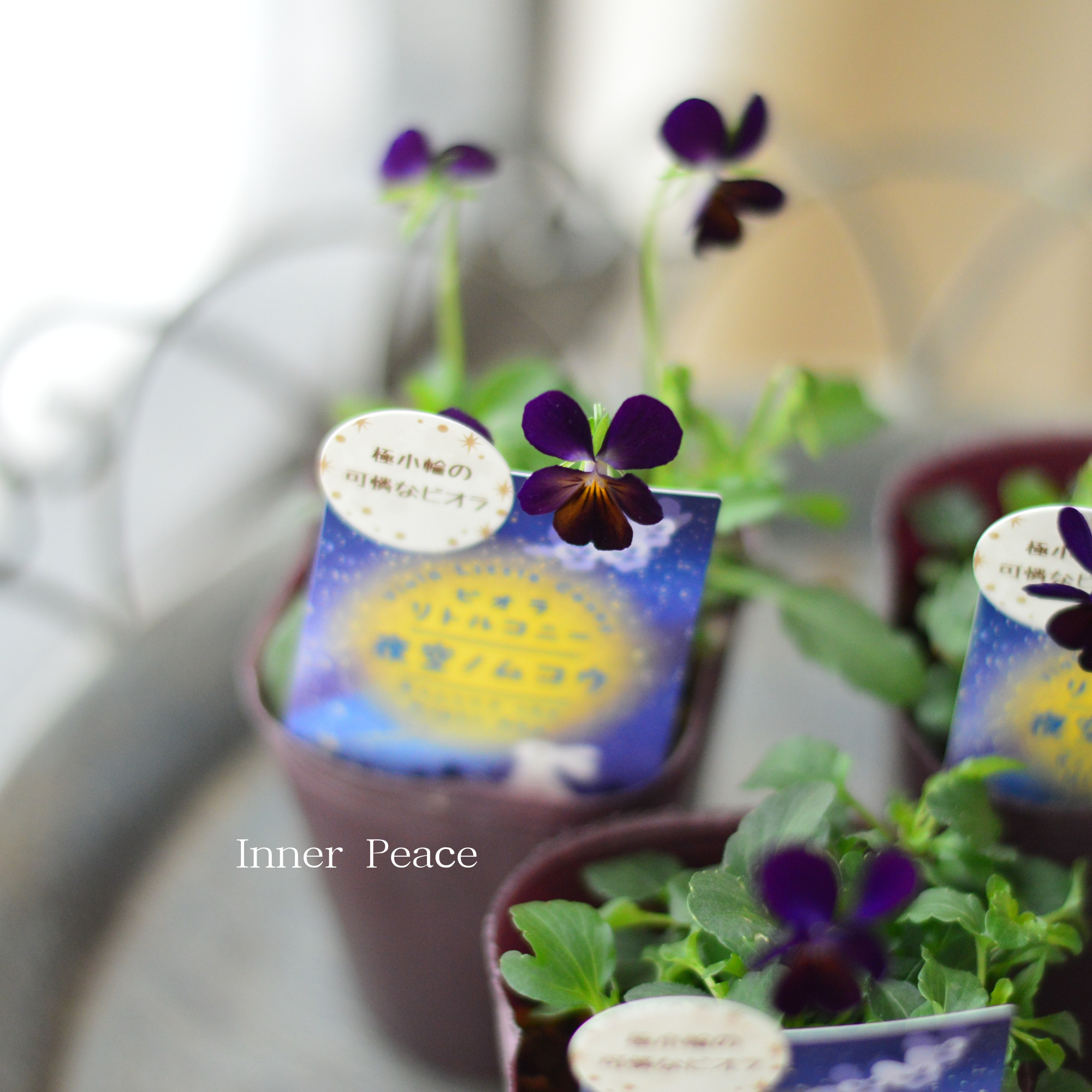 【素敵色】 ビオラ　『リトルコニー・夜空ノムコウ』　2.5寸ロングPOT