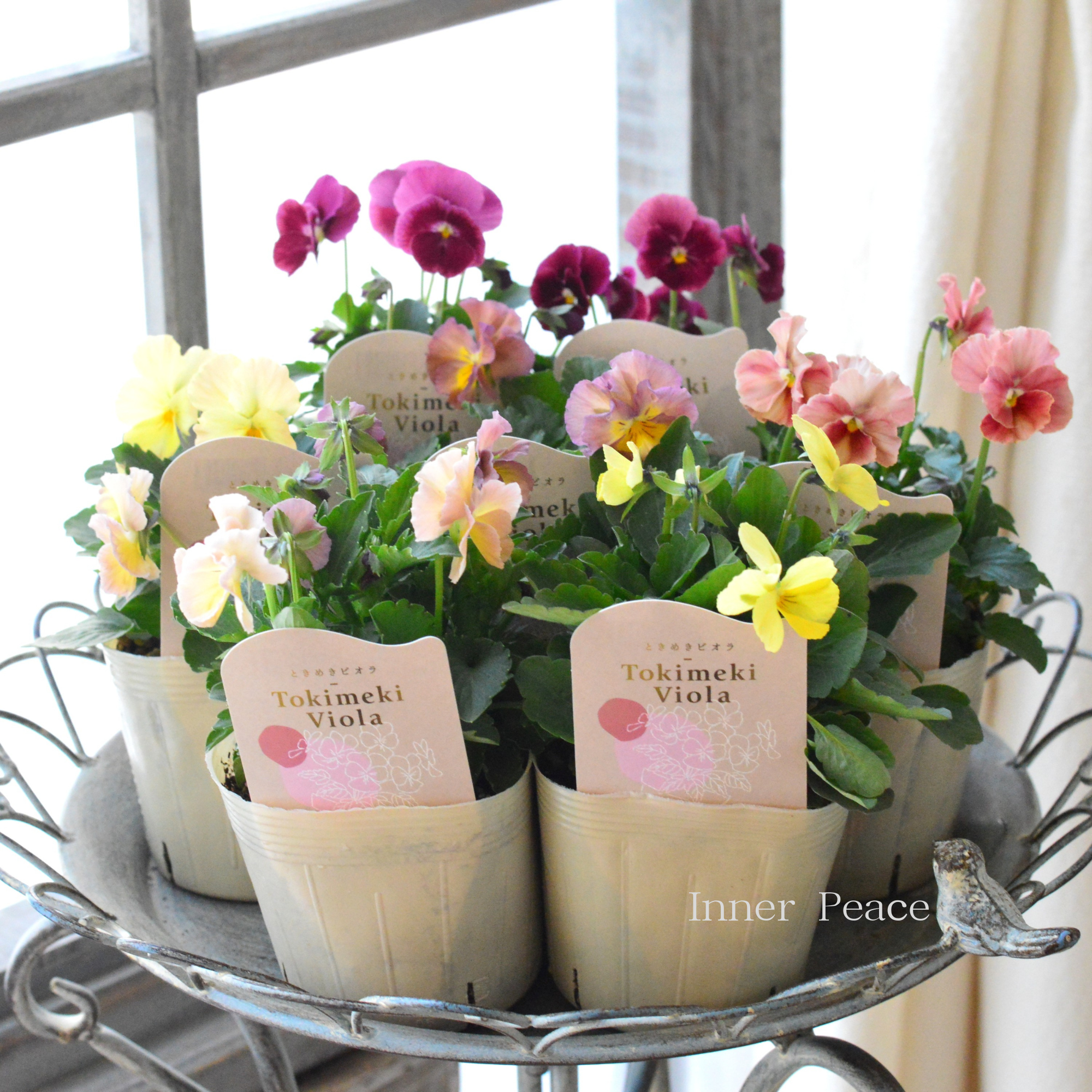 【希少】 ときめきビオラ　『お名前なし』　3.5寸POT
