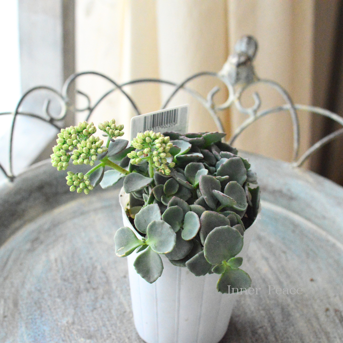 寒さに強い】越中ミセバヤ 3寸POT