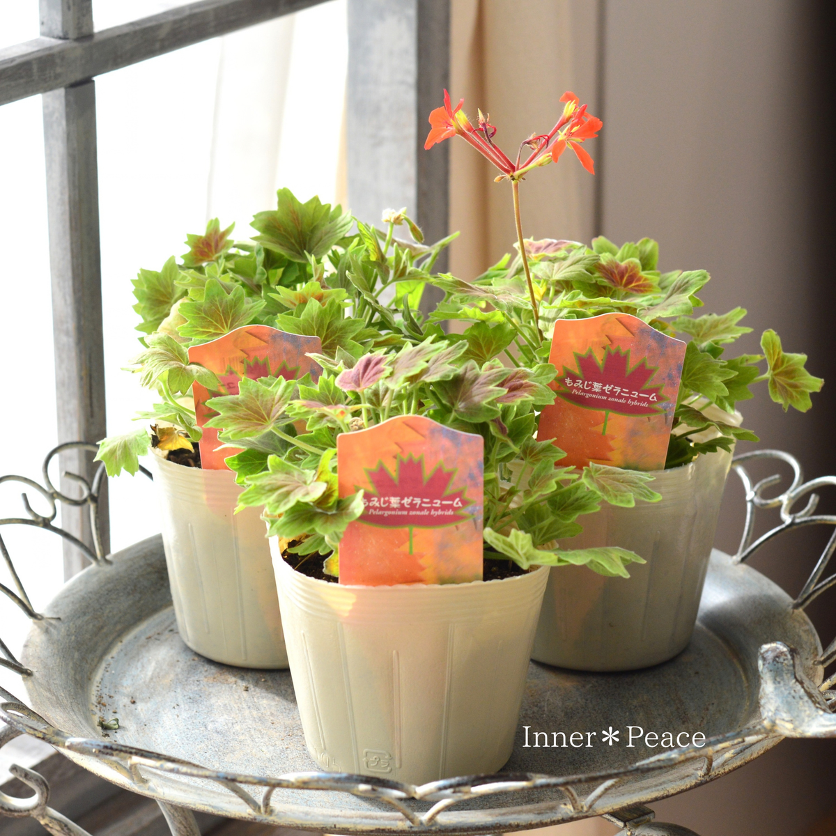 【秋色】 モミジ葉ゼラニウム　3.5寸POT