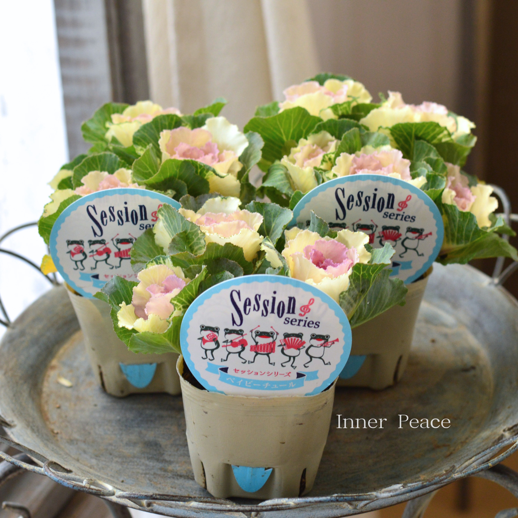 【５本植え】 葉牡丹　『セッション・ベイビｰチュール』  3寸POT