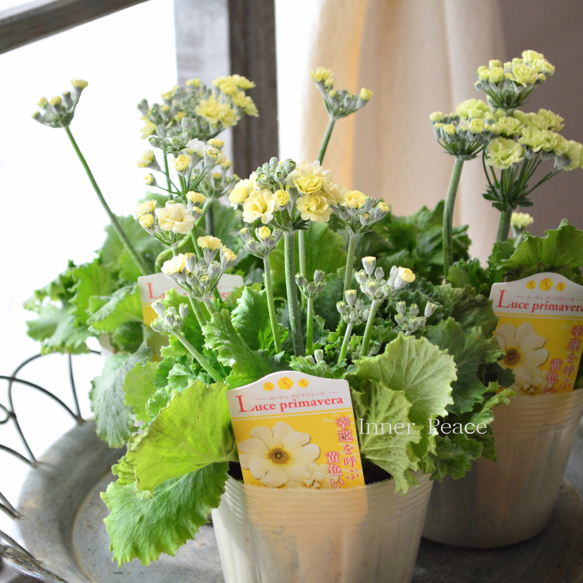 【春色】 プリムラ マラコイデス 『ルーチェ プリマヴェーラ』　　3.5寸POT