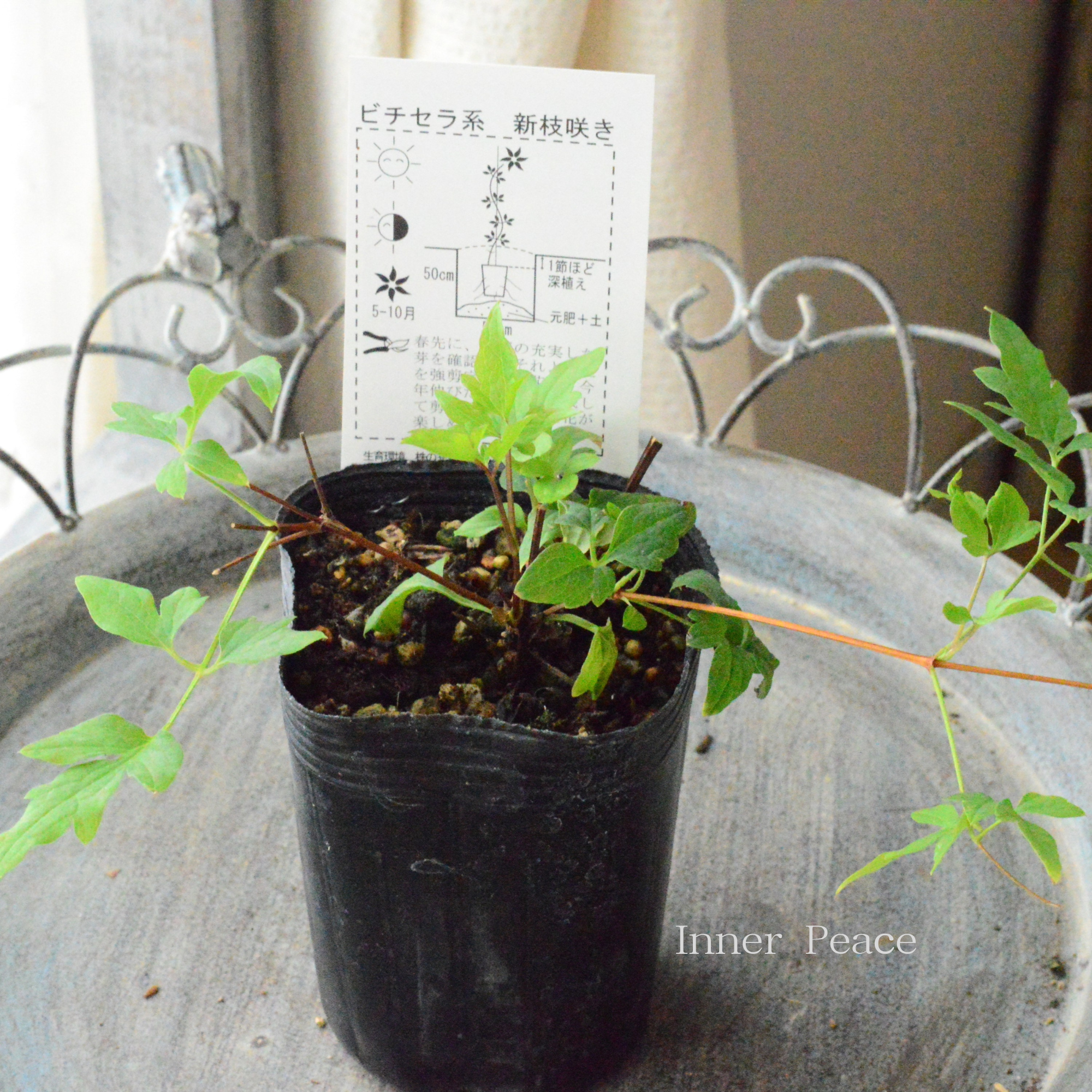 【及川フラグリーンさん】 クレマチス  ビチセラ系 『ベノーサ・バイオラシア』　3寸POT