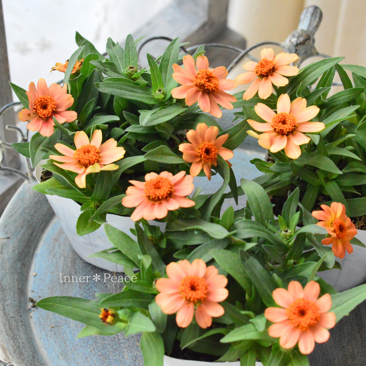 【かわいい】ジニア・プロフュージョン 『アプリコット』　 3.5寸POT