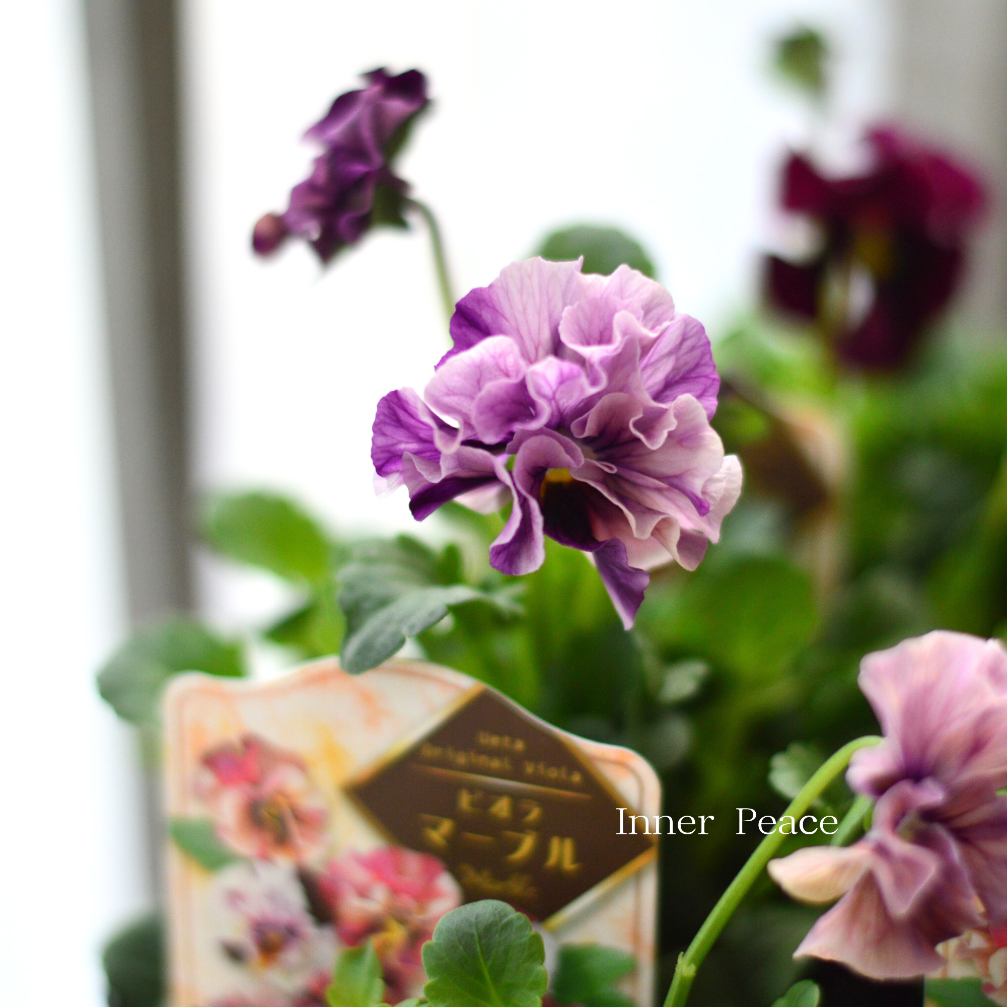 【うえたさん育種】 ビオラ 『マーブル』　3.5寸POT