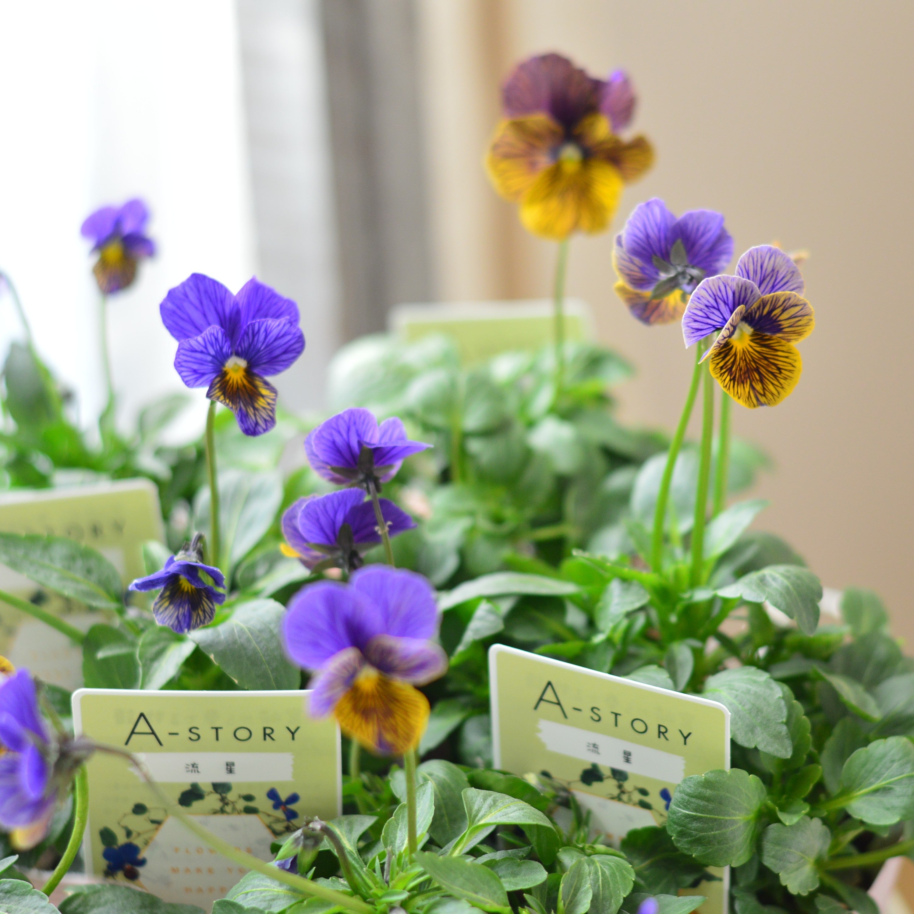 【石村あさみさん育種】 ビオラ 『A-STORY・流星　ブルー系』　3.5寸POT