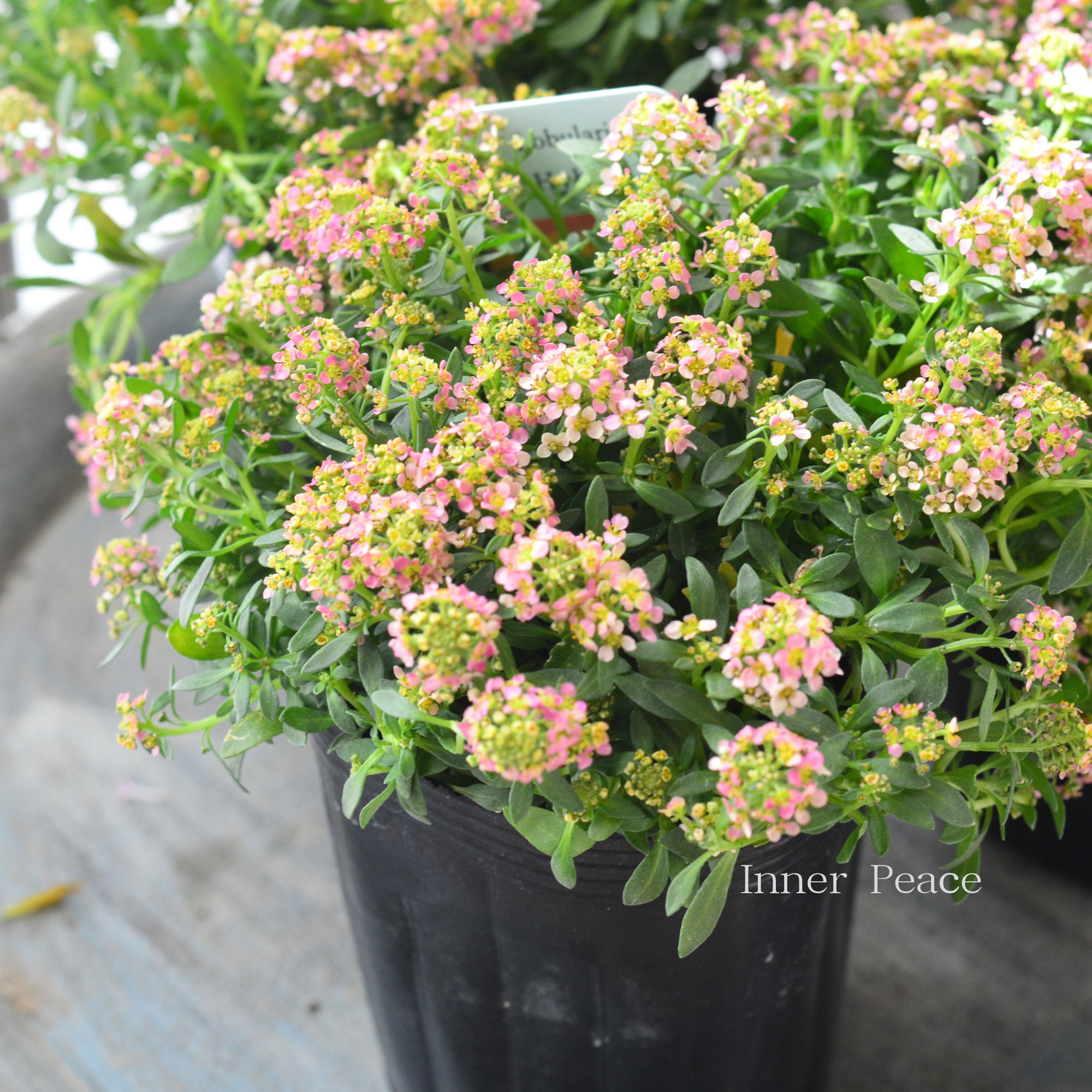 【３本植え】 スイートアリッサム　『アプリコット』　３寸POT