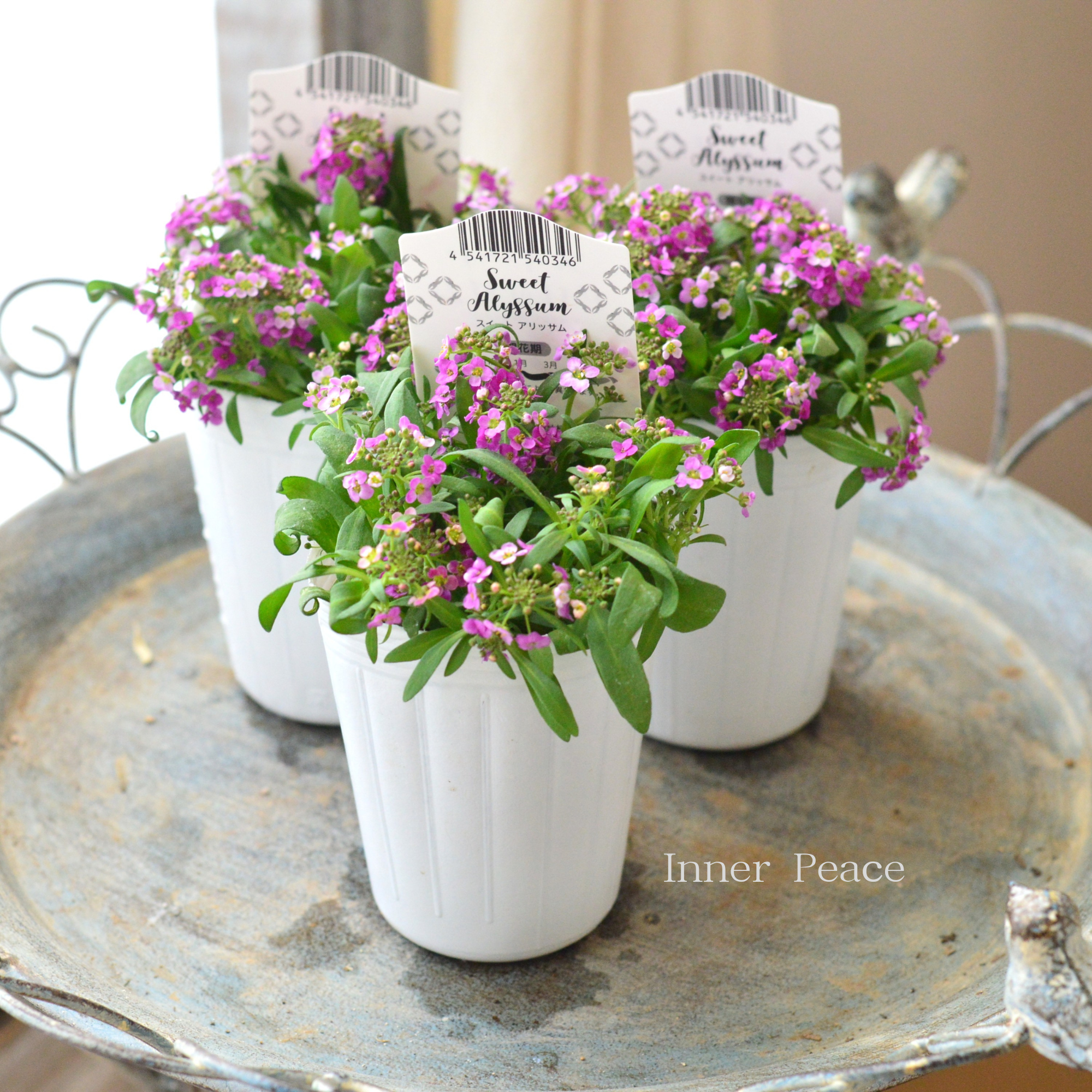 【かわいい】 スイートアリッサム　『アルーレ・ピンク系』　2.5寸POT