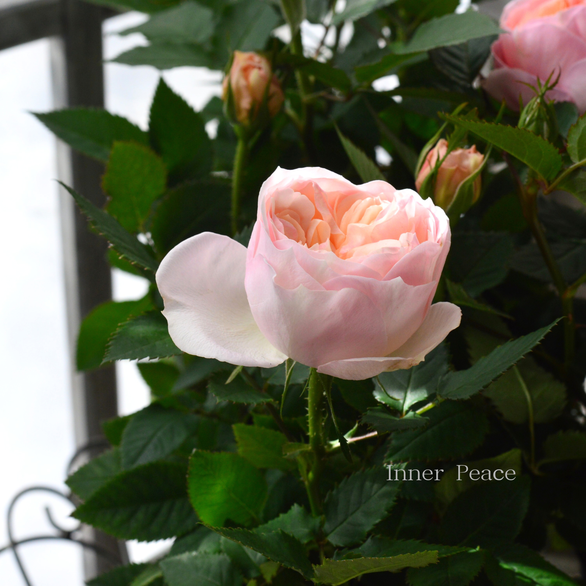 【大輪】 ミニ薔薇  『フジサン・フォーエバー』  　４寸プラ鉢