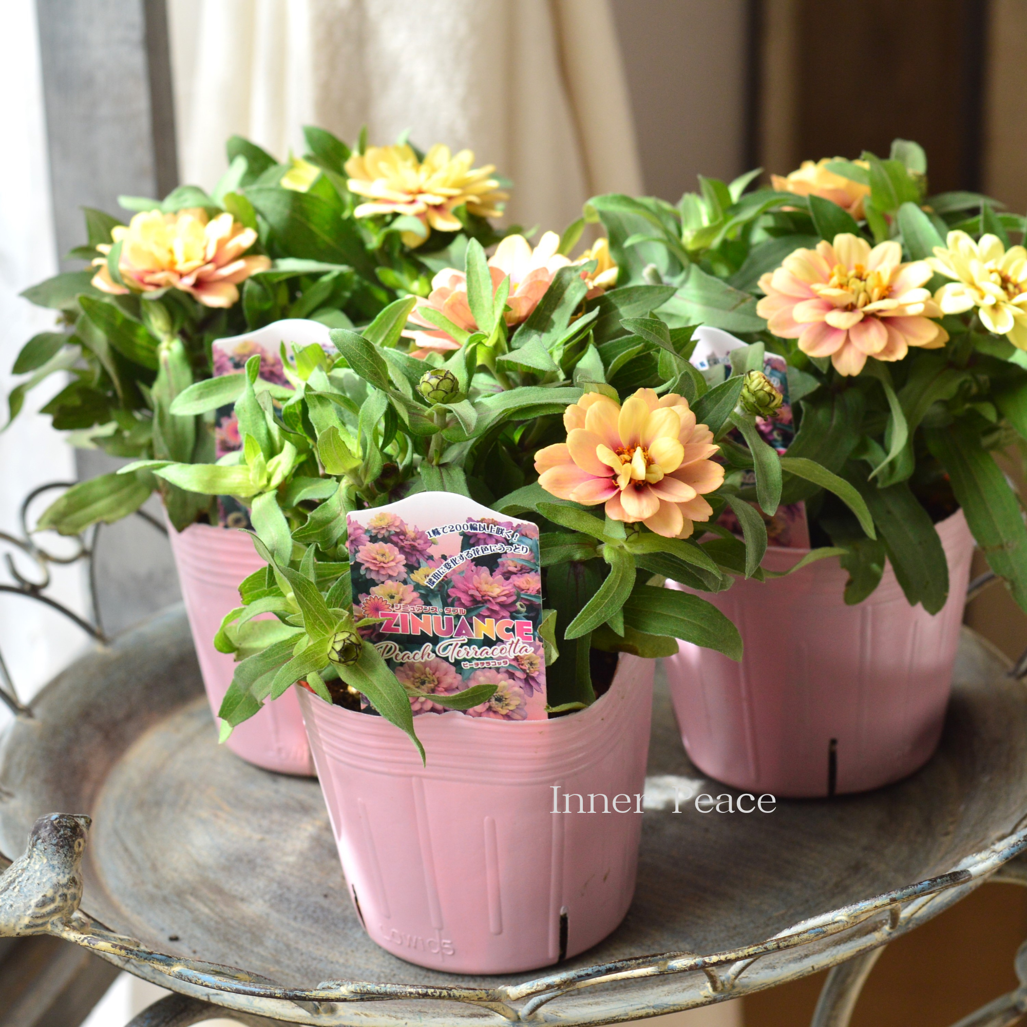 【k-plantsさん】 ジニア　『ジニュアンス・ダブル　ピーチテラコッタ』　　3寸ロングPOT