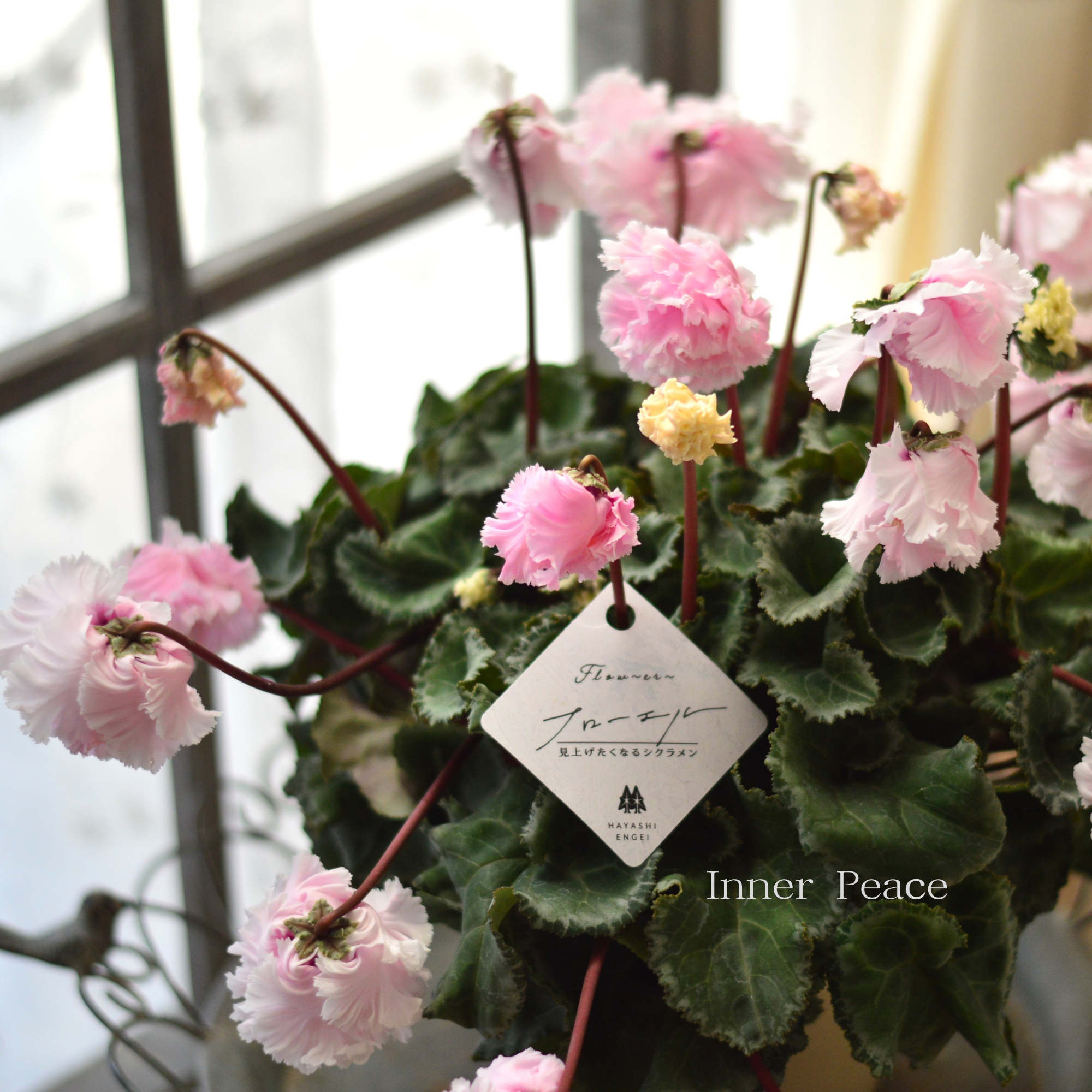 【見上げて楽しむ】 シクラメン 『FLOW～er～フローエル・ライトピンク』　　５号鉢