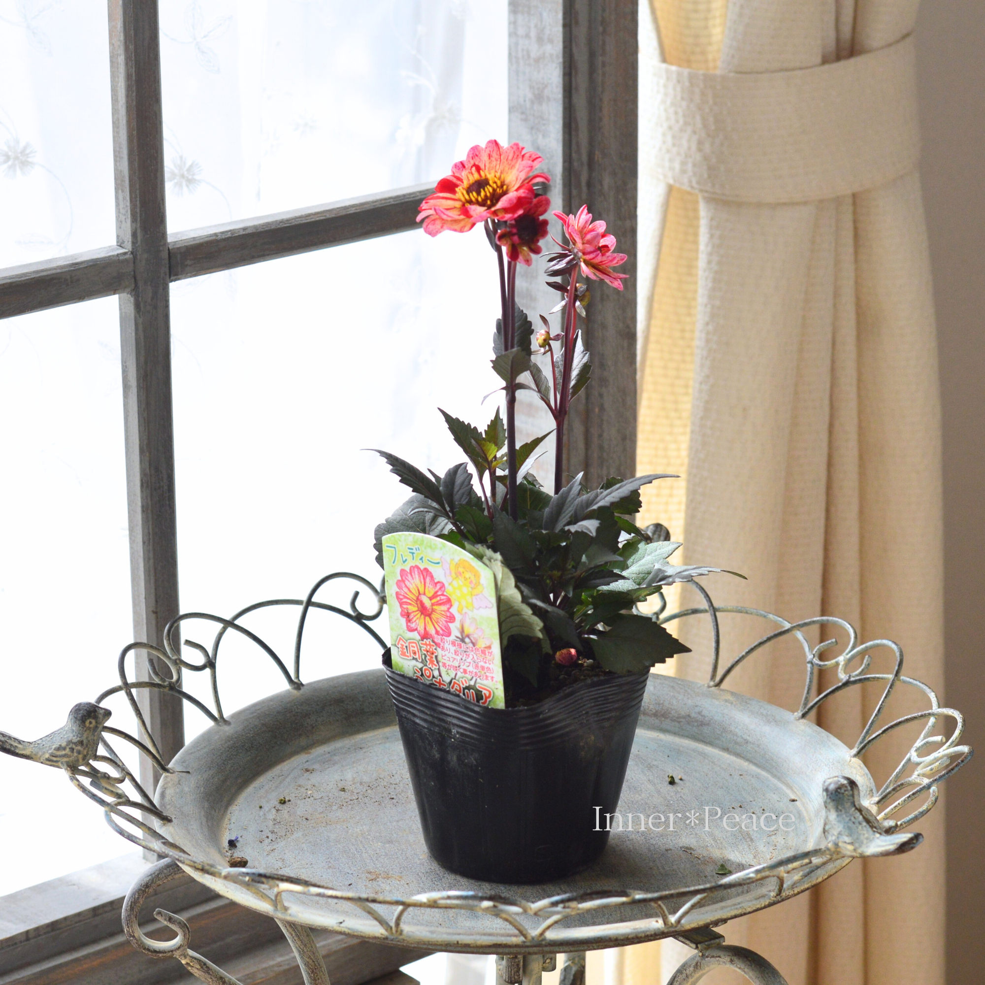 【宿根】 銅葉 ぷちダリア　 『フレディー』　　3.5寸POT