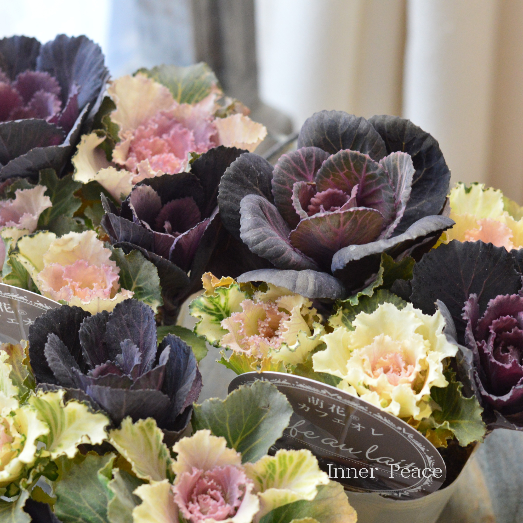 【アンティーク】 葉牡丹　『萌花　カフェオレ』  3寸POT