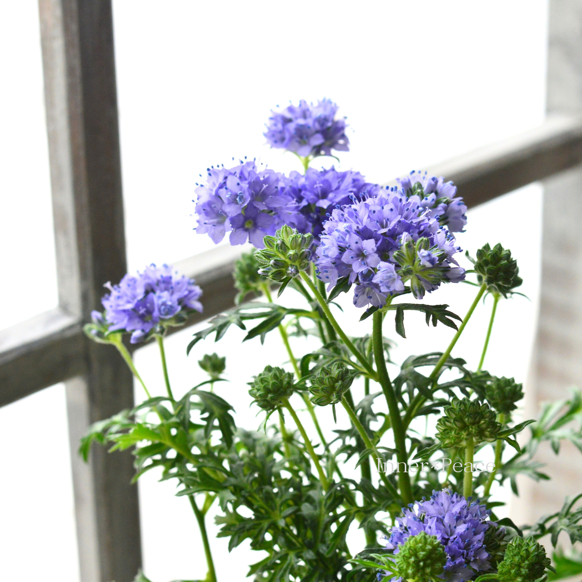 【美しい】 ギリア 『レプタンサ』 　　3寸POT