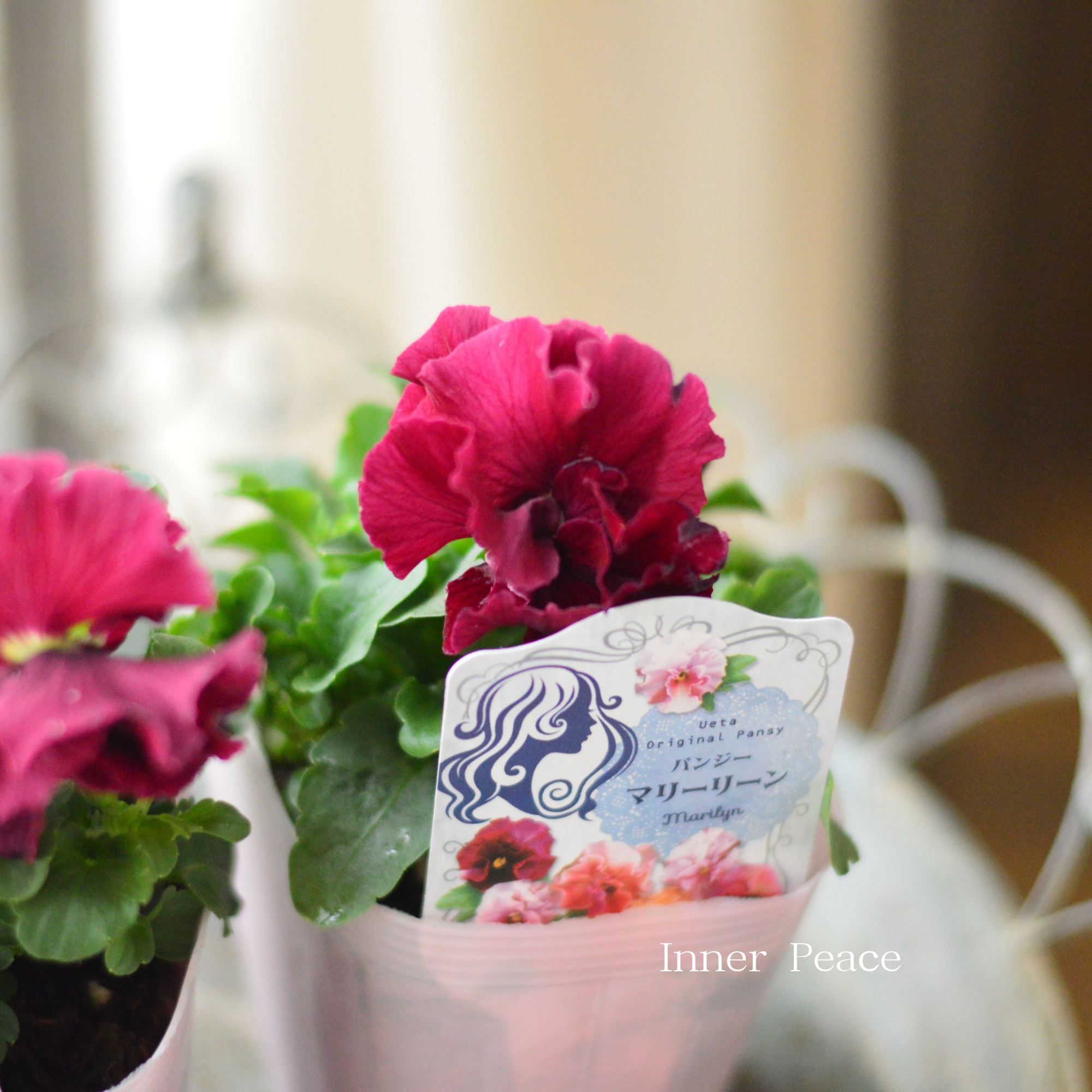 【うえたさん育種】 パンジー 『マリーリーン・B』　3.5寸POT