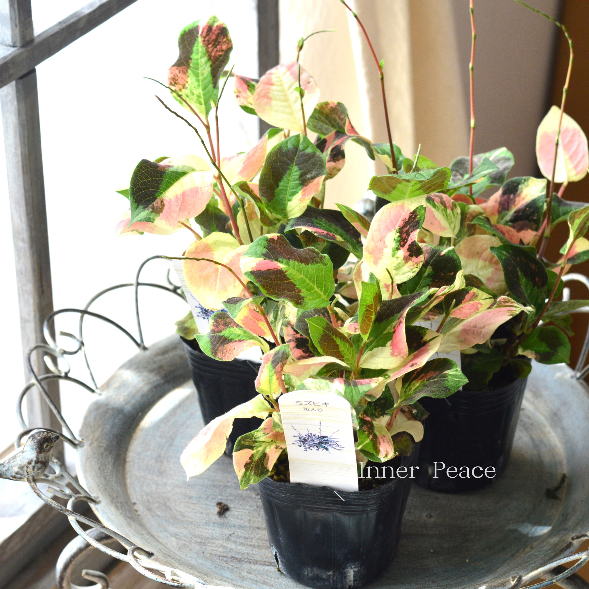 【斑入り】　ミズヒキ（水引草）　　3寸POT