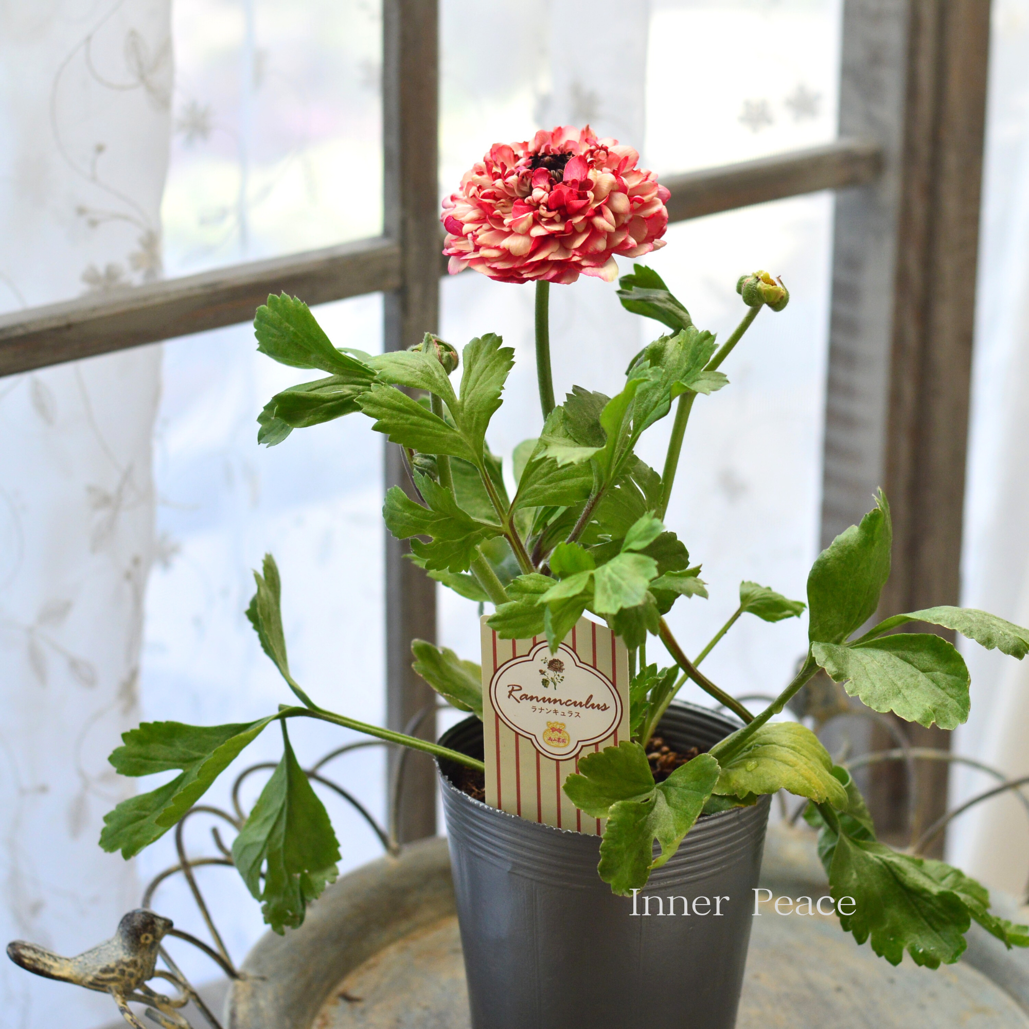 【豪華】 ラナンキュラス （ミックス）『クリーム×レッド系』　3.5寸ロングPOT