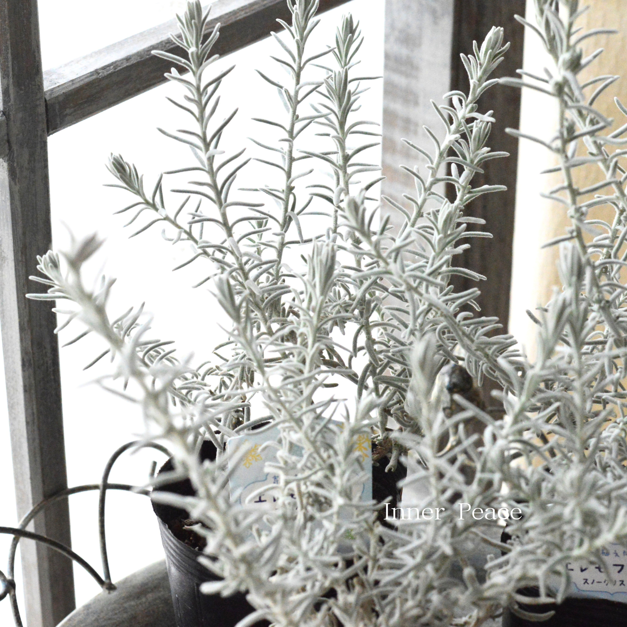 【美しい】 エレモフィラ　スノークリスタル　3寸ロングPOT