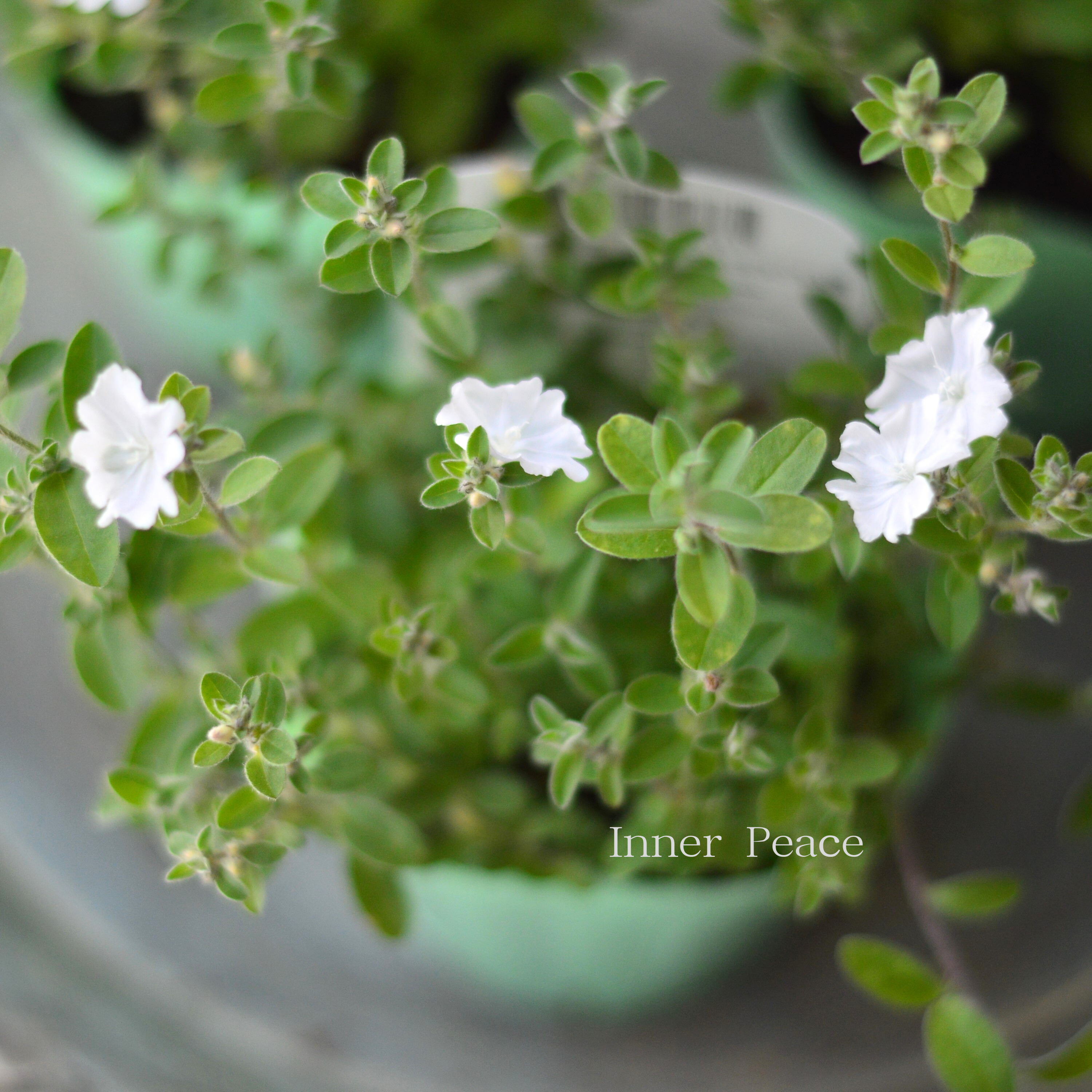 【開花期が長い】 エボルブルス　『サマースノー』　　3寸POT