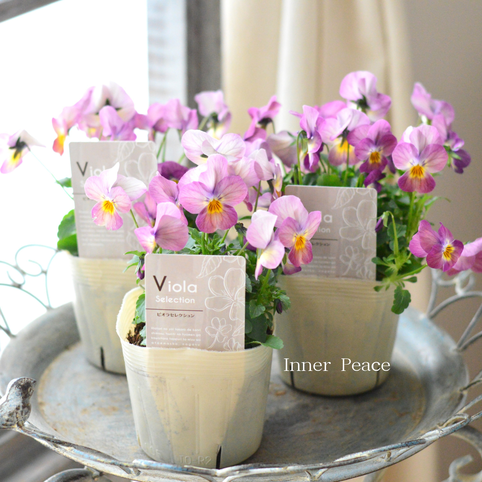 【かわいい】 ビオラ　『ピーチ』　3.5寸POT