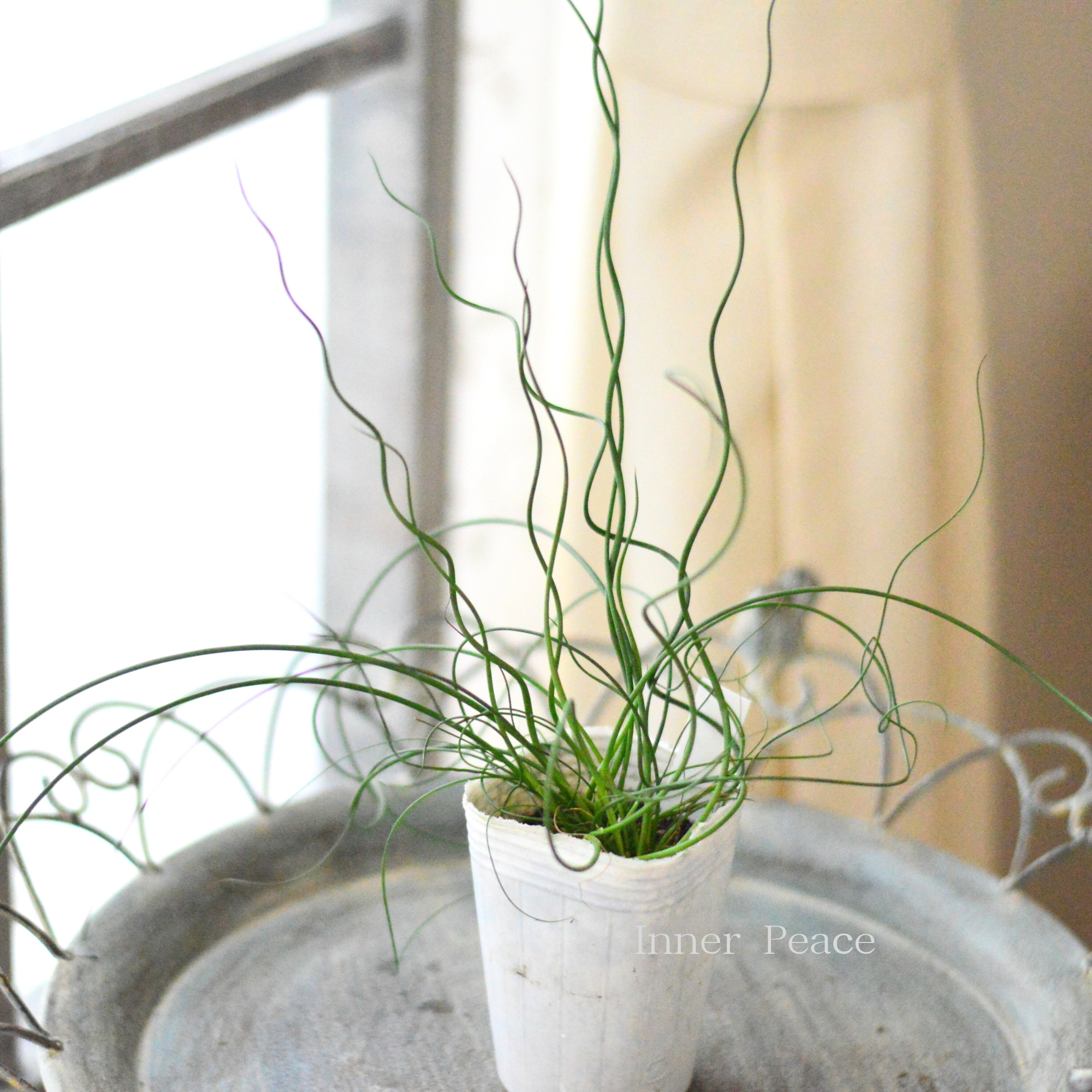 【個性的】 ラセンイ　　３寸POT