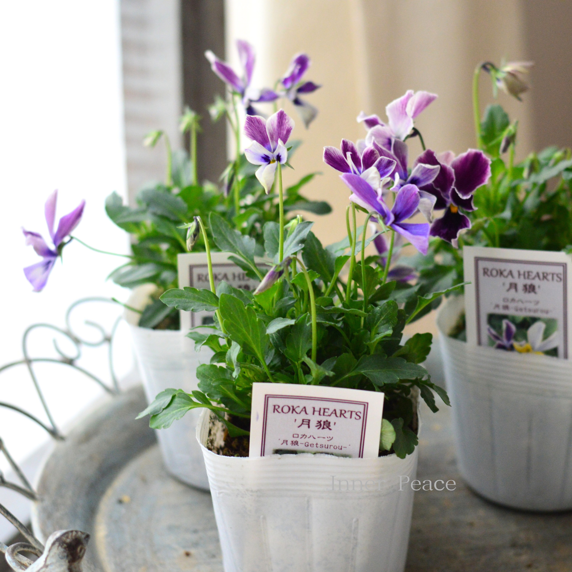【美しい】 ビオラ　ロカハーツ　『月狼』　3.5寸POT