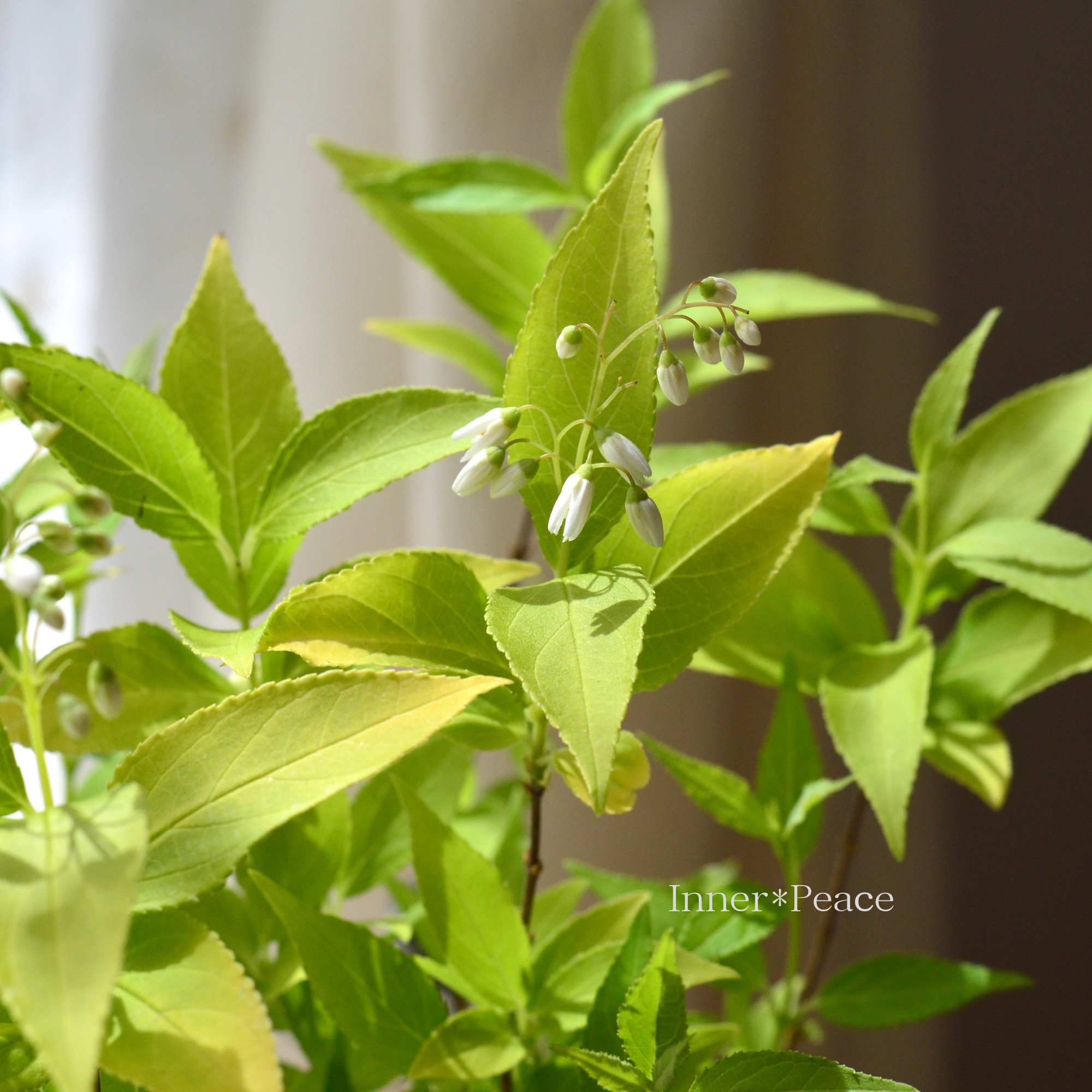 ヒメウツギ　『ライムシャンデリア』　　３寸POT