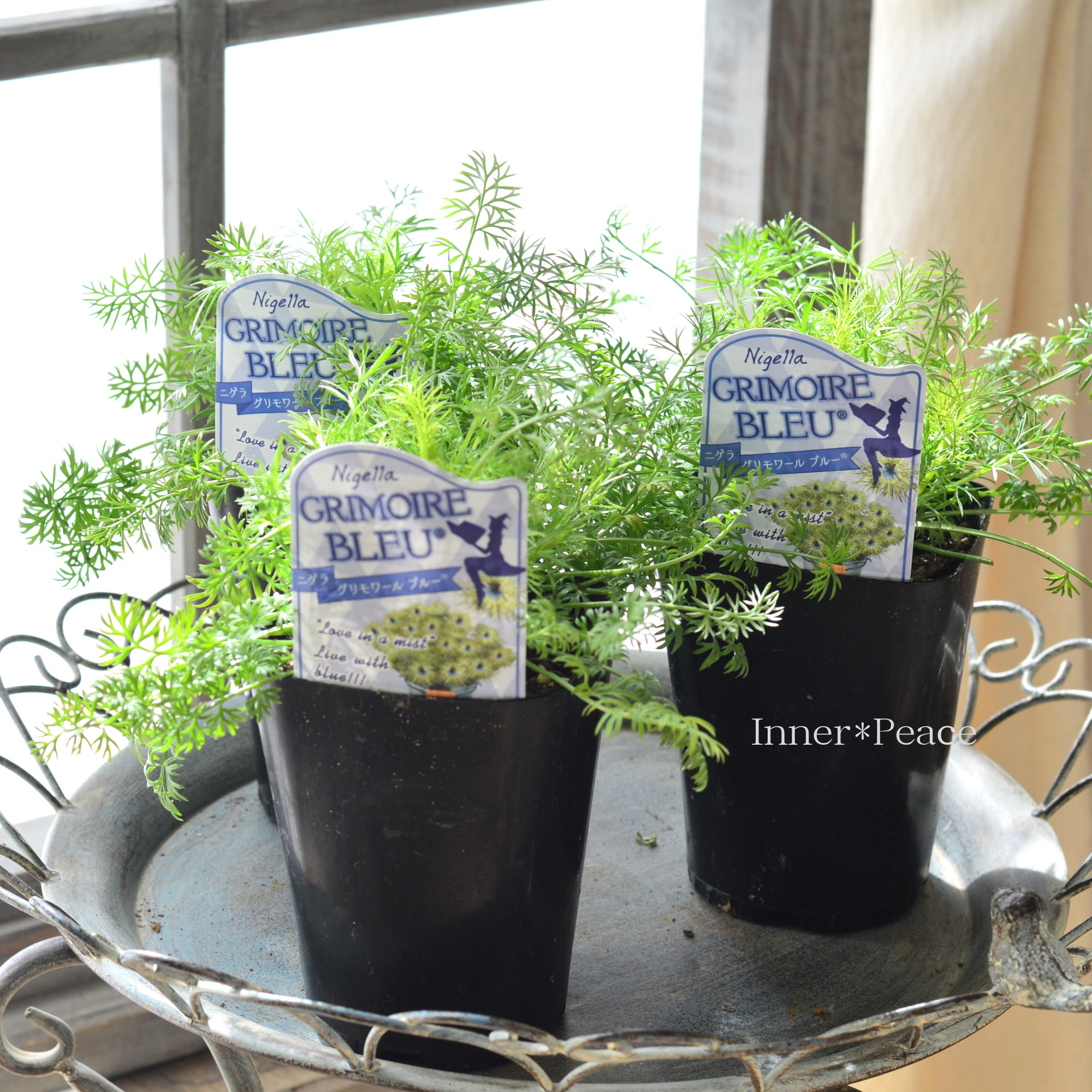 【オシャレ】  ニゲラ 『グリモワールブルー』　　3.5寸ロング鉢