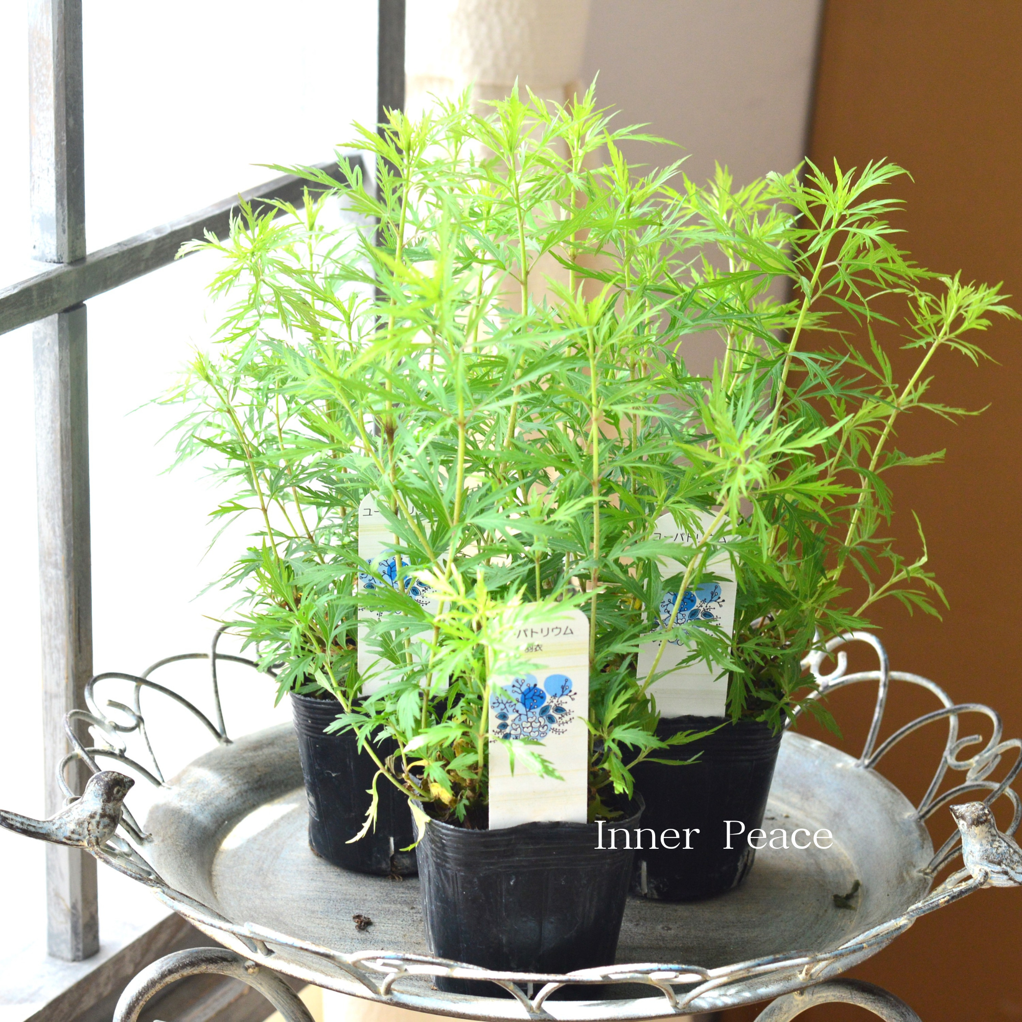 【暑さ寒さに強い】 ユーパトリウム　『羽衣』　　3寸POT