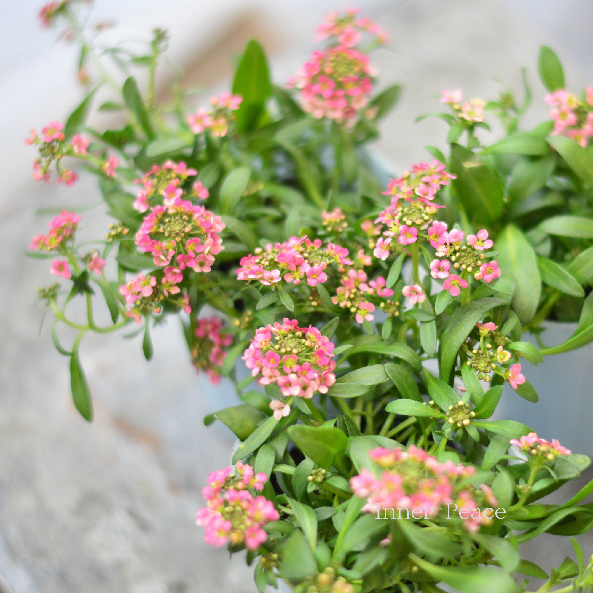 【寄せ植えに】 スイートアリッサム　『アプリコット』　　2.5寸POT