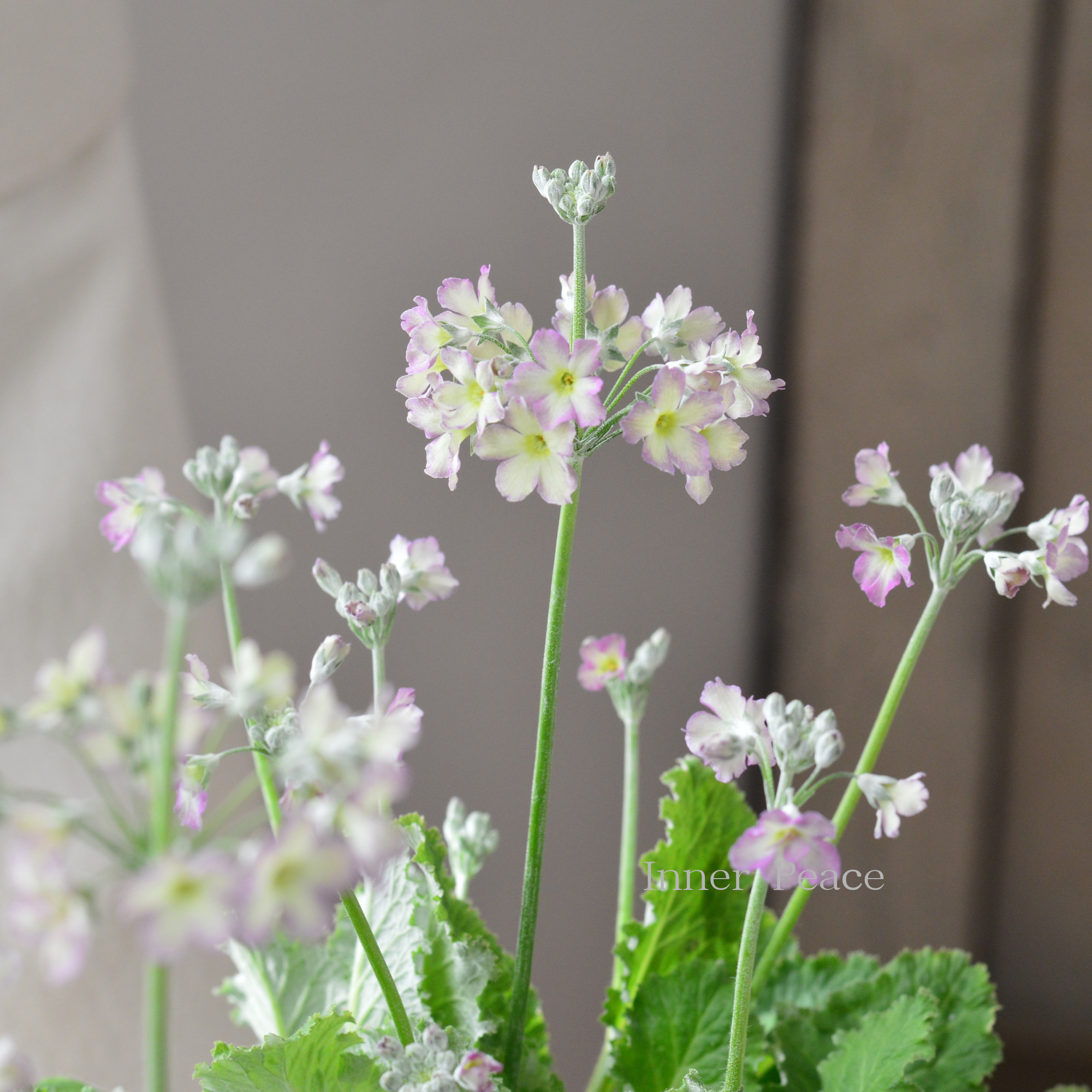 矢祭園芸さん】 プリムラ マラコイデス 『イーライム ピコティ』 3.5寸POT