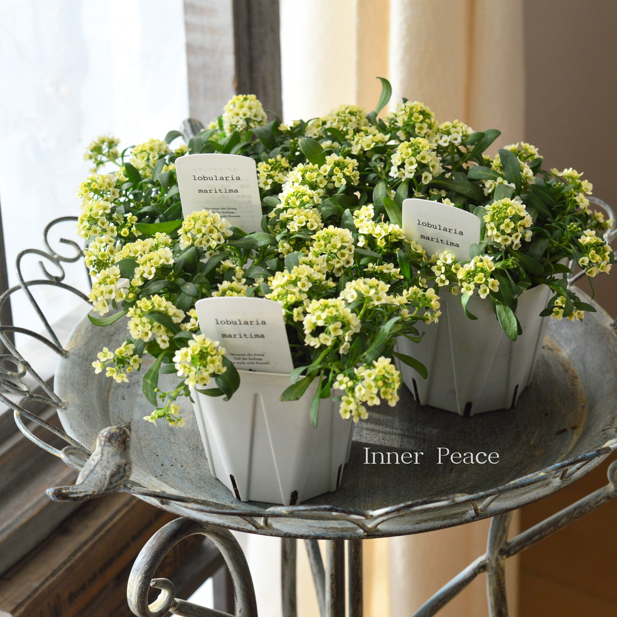 【４本植え】 スイートアリッサム　『イエロー』　　3.5寸硬質POT