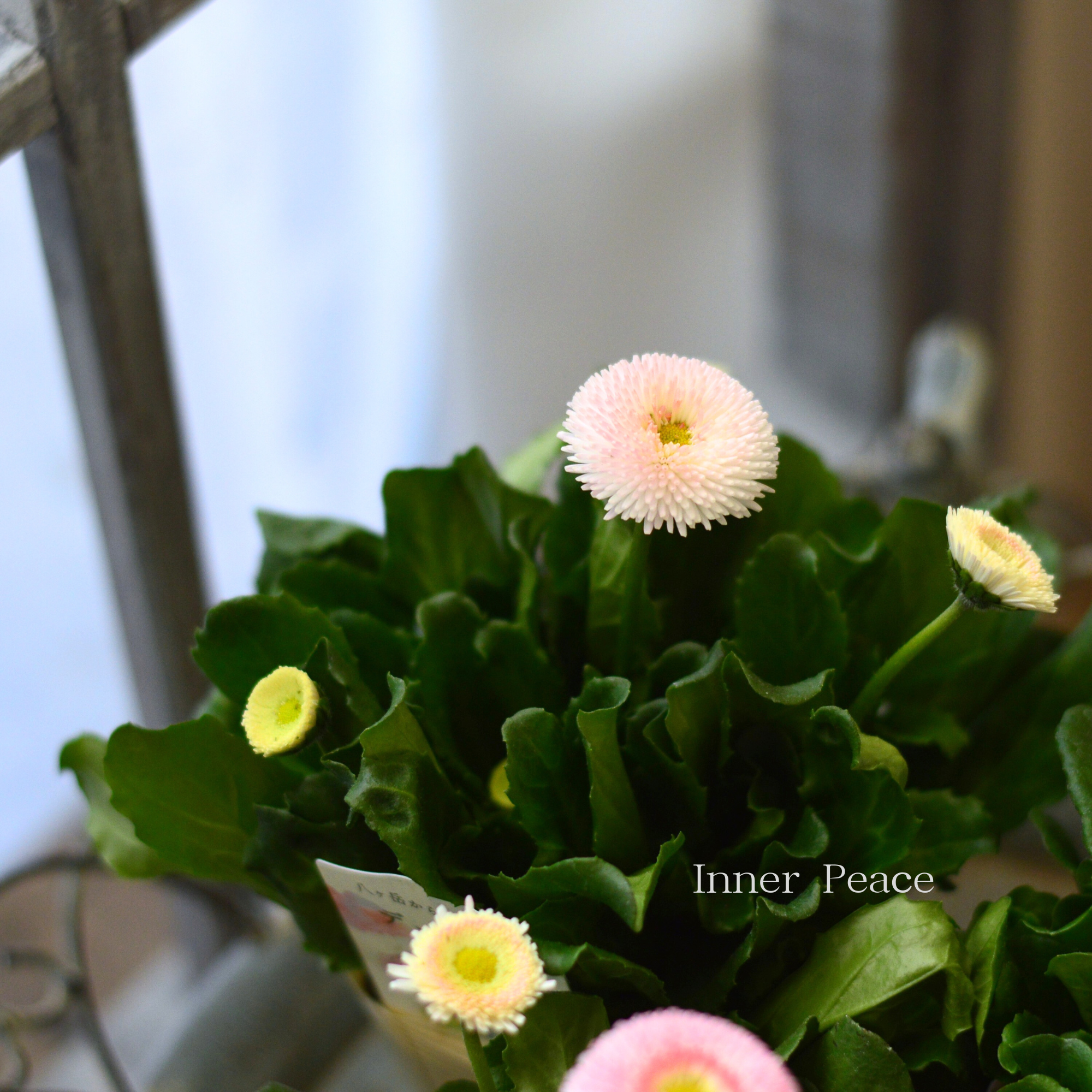 【かわいい】 チロリアンデージー　『ストロベリー＆クリーム』　　3.5寸POT