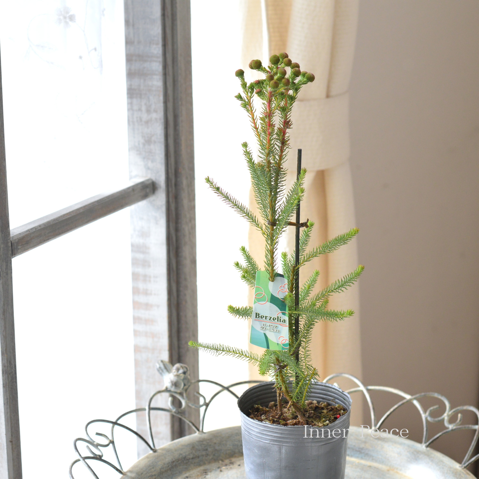 【個性的】 バーゼリア（ベルゼリア）　『グリーニッシュ』　      3寸POT