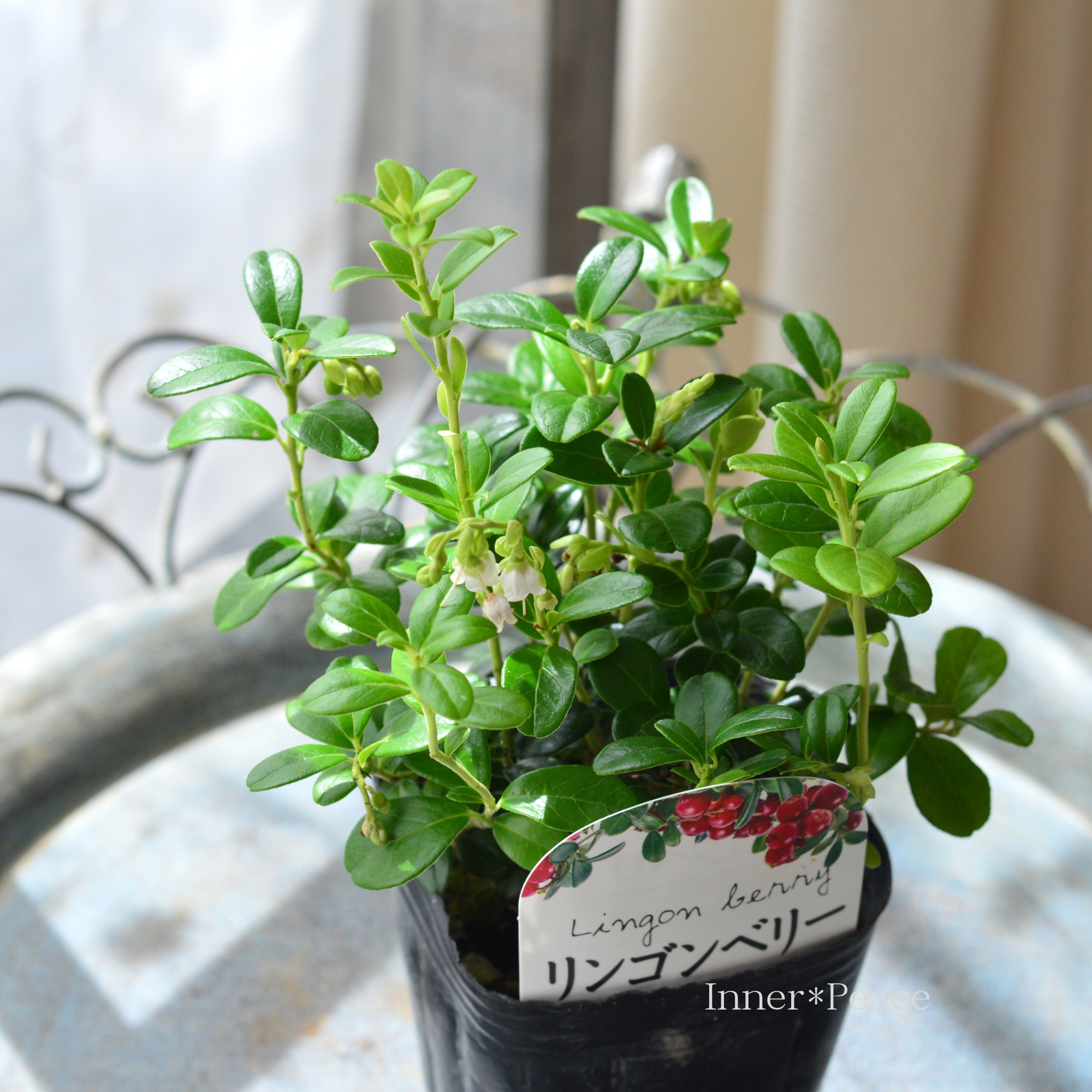 【寒さに強い】 リンゴンベリー　3～3.5寸POT