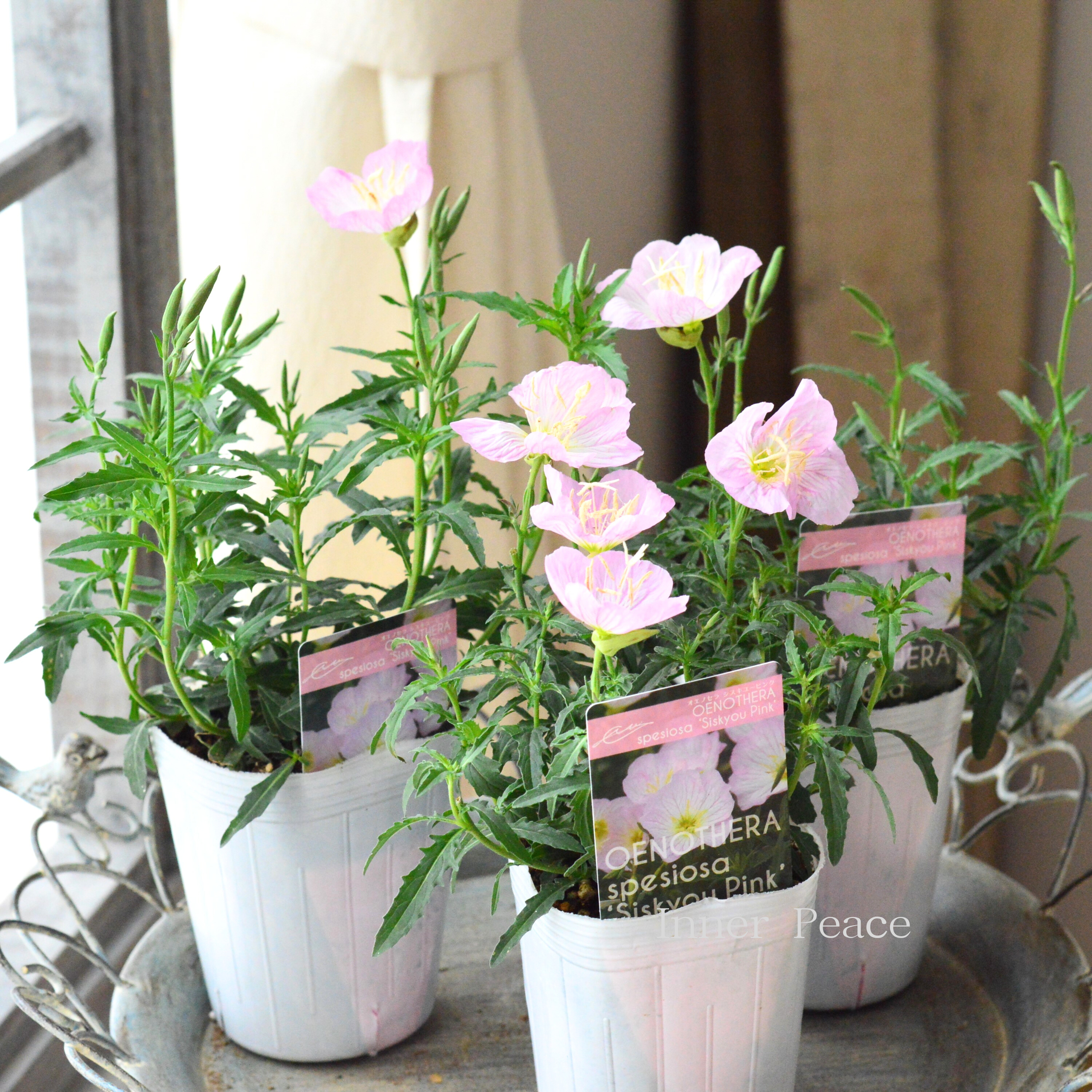 Yahoo!オークション - 小さいピンクの花ゼラニウム
