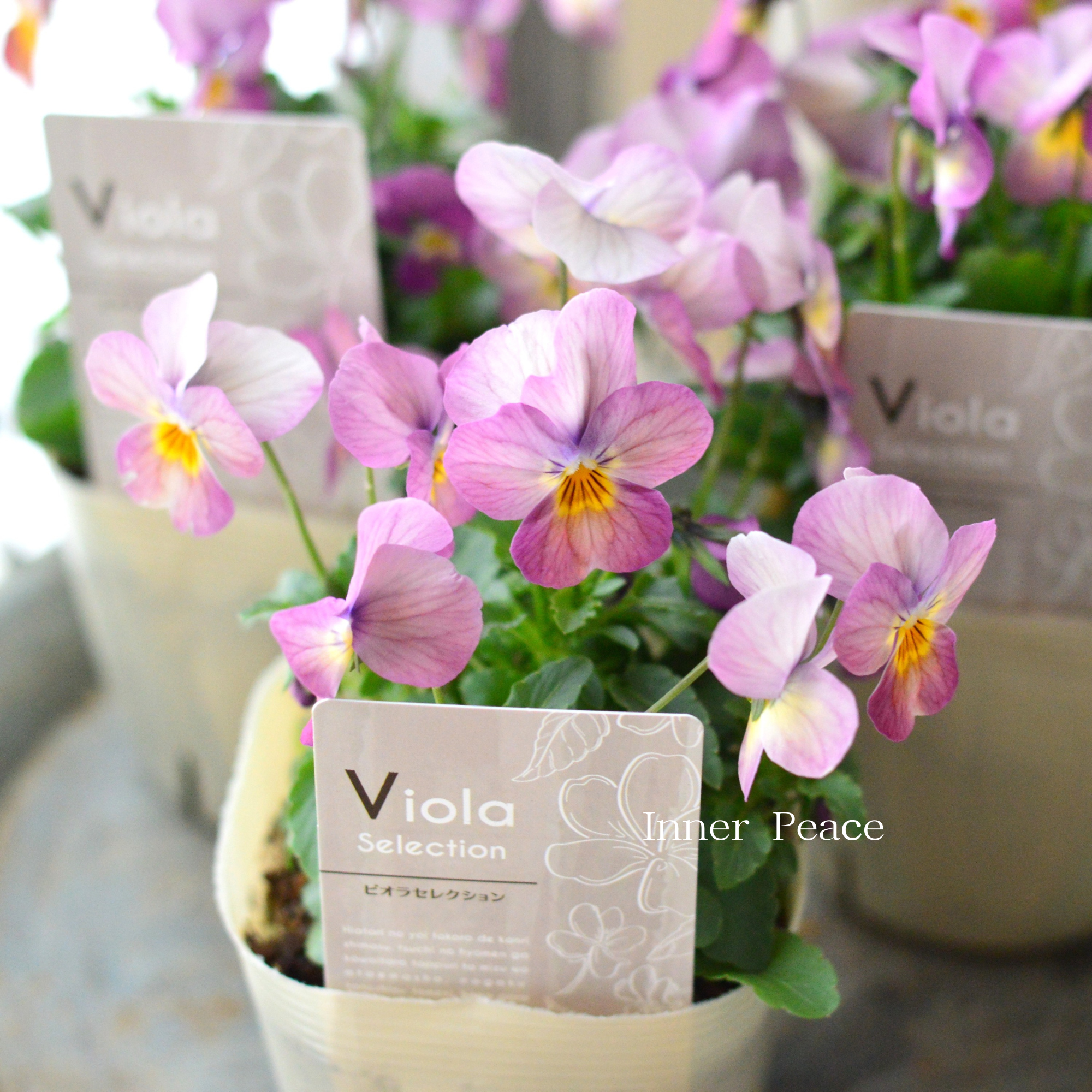 【かわいい】 ビオラ　『ピーチ』　3.5寸POT