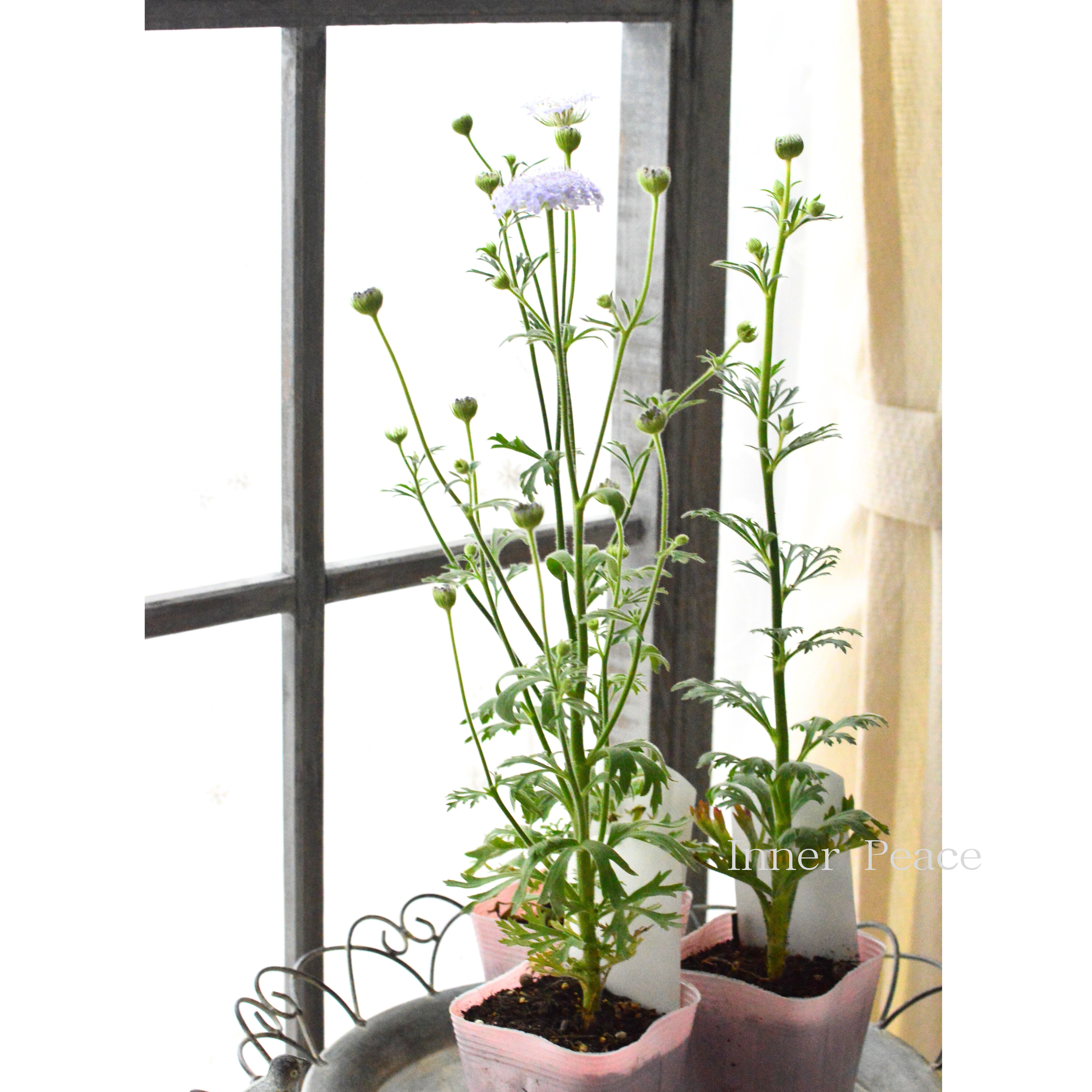 【美しい】 ブルーレースフラワー 　3.5寸POT