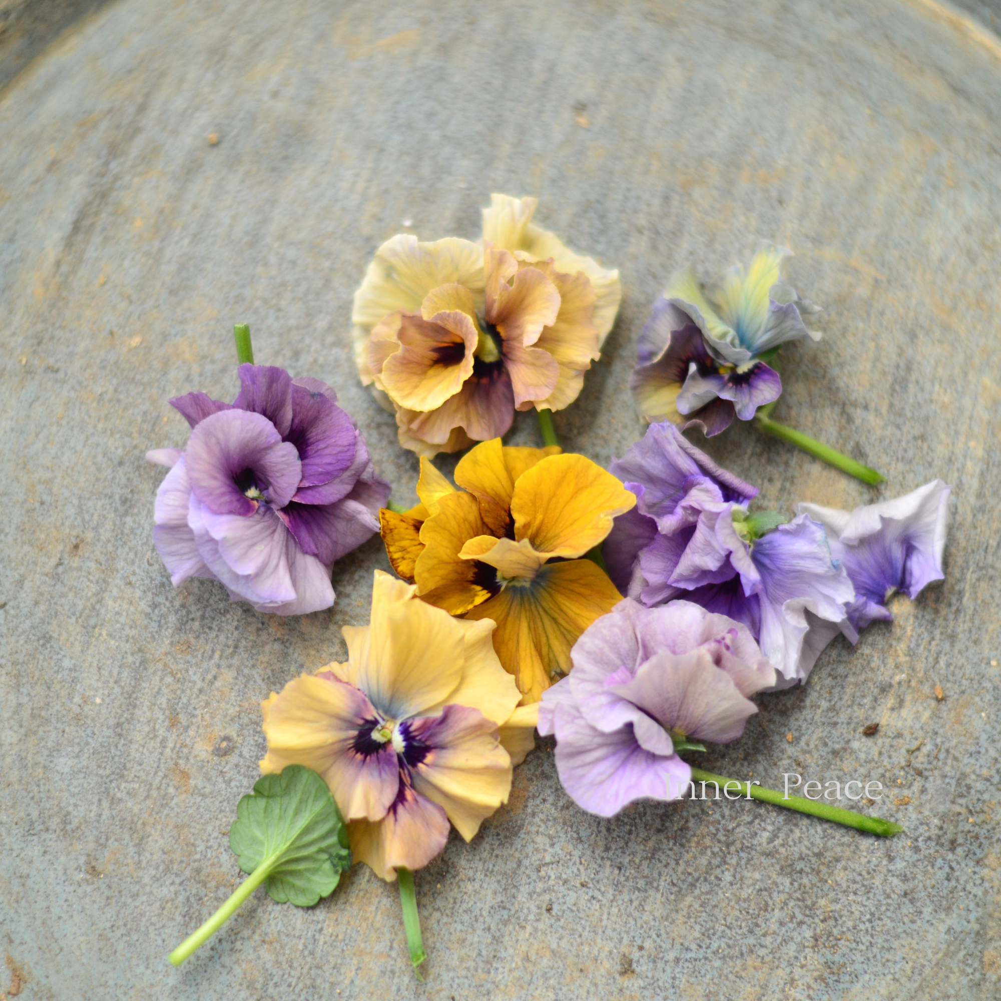 八重咲き】 北島園芸さんのビオラ 『ふんわりフリル』 3.5寸POT