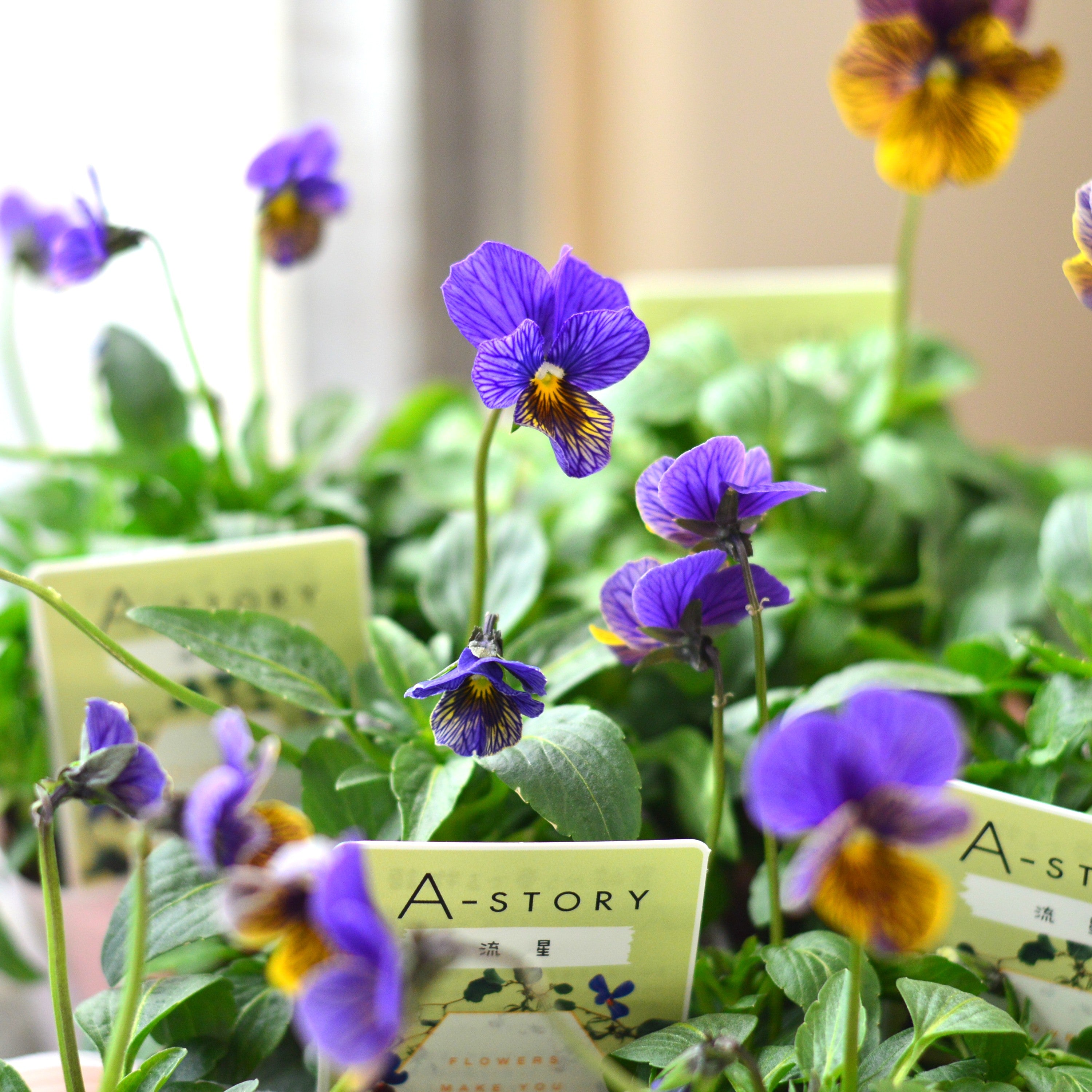 【石村あさみさん育種】 ビオラ 『A-STORY・流星　ブルー系』　3.5寸POT