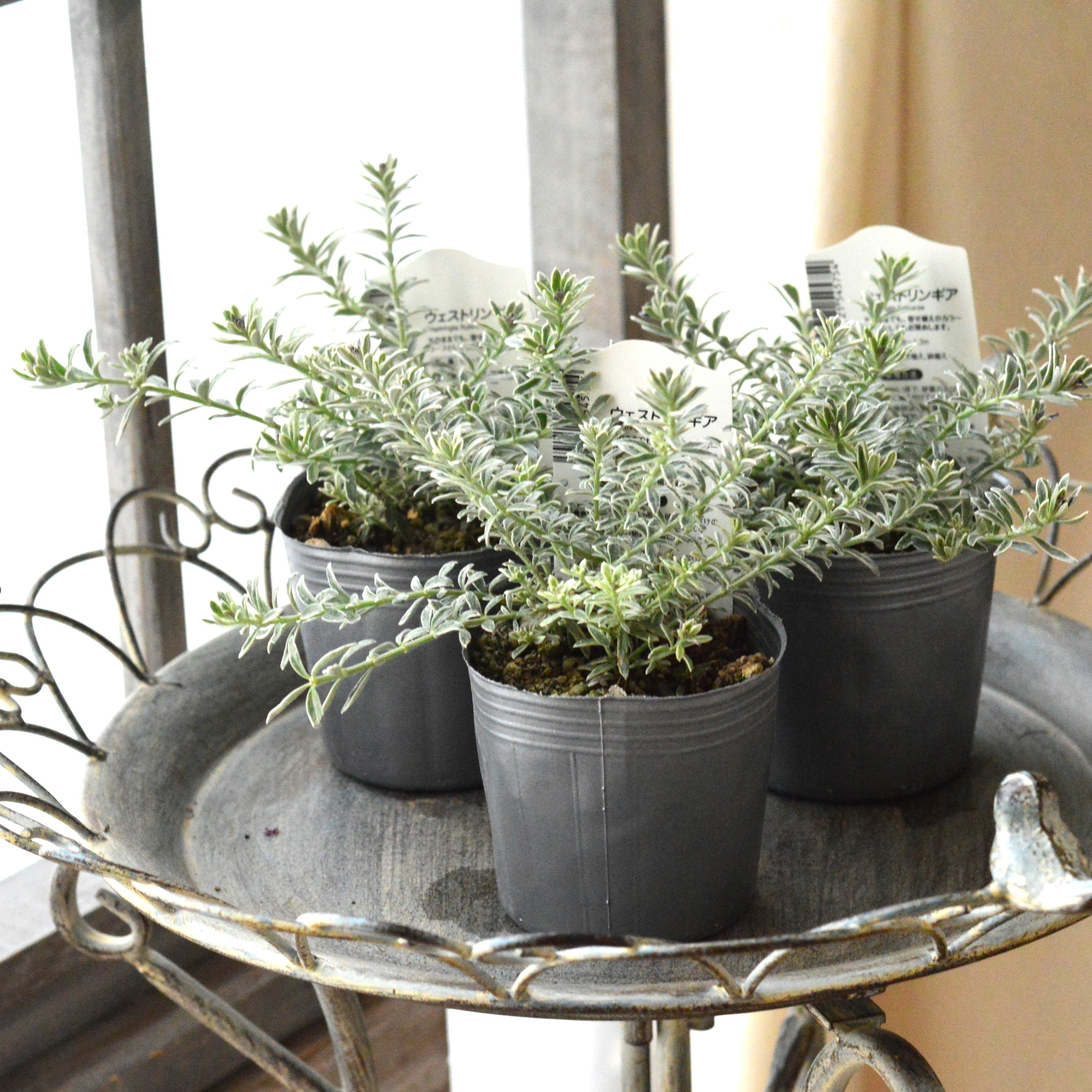 【２～３本植え】 ウエストリンギア 「スモーキーホワイト」　2.5寸～3寸POT