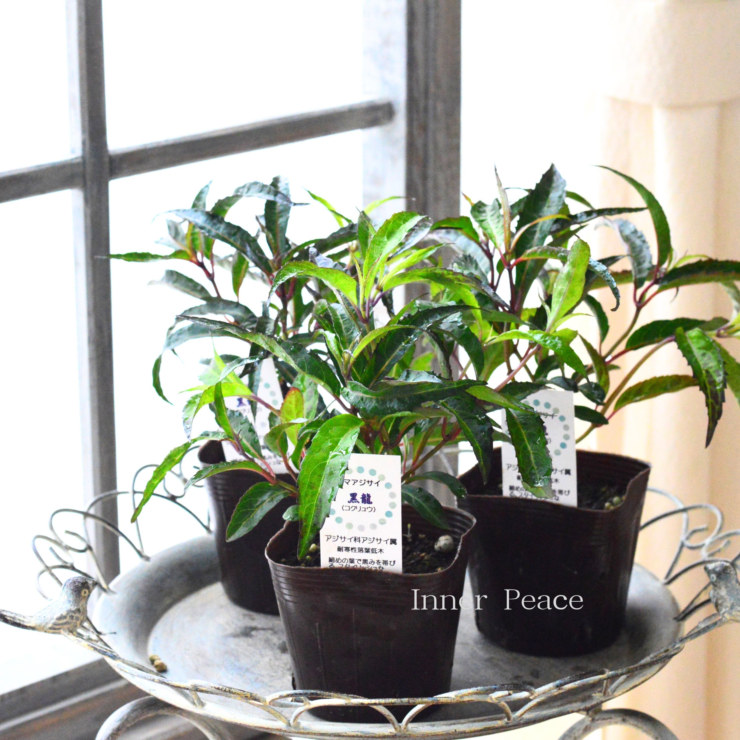 【黒葉】 山紫陽花　『黒龍　～コクリュウ～』　　3.5寸POT
