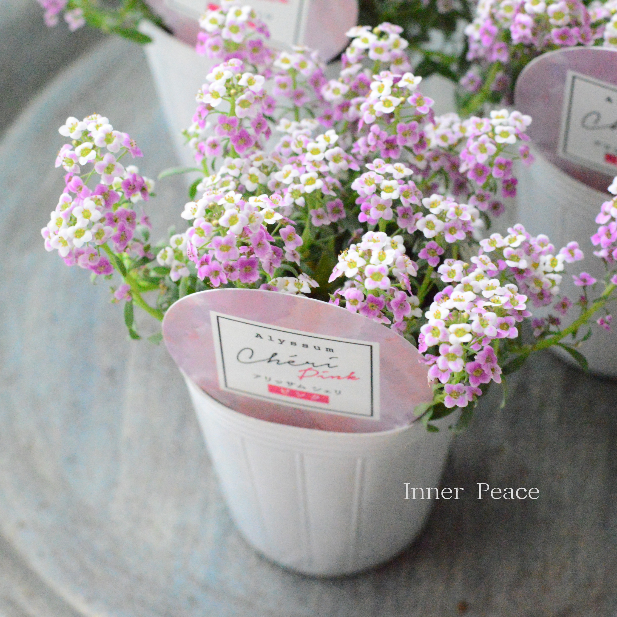 【奥田園芸さんオリジナル】 アリッサム　『シェリ・ピンク』　3.5寸POT