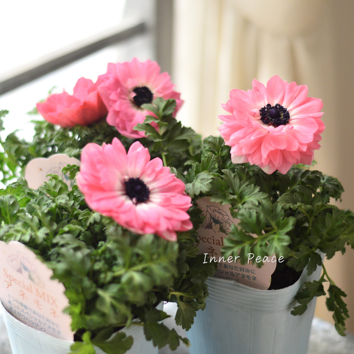 817b90b984fa6692c4305a6d1b6984 817b90b984fa6692c4305a6d1b6984