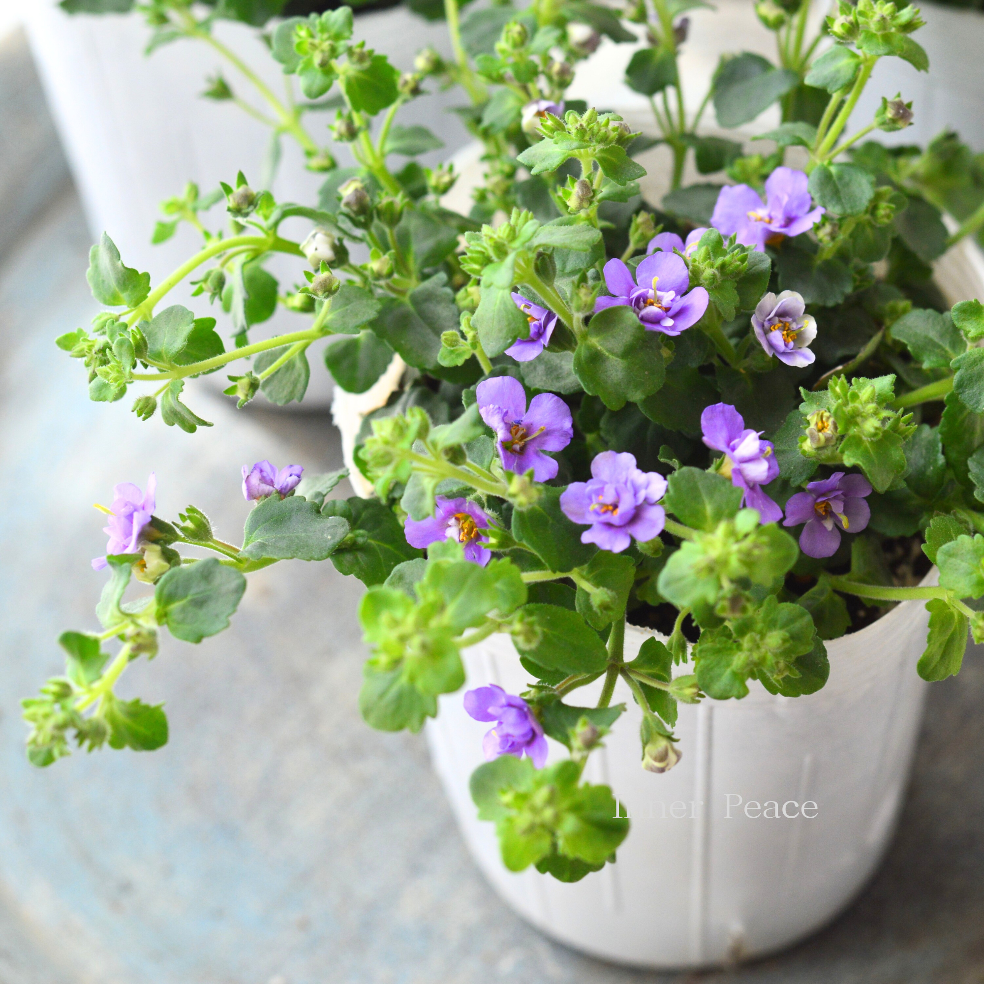 【２本植え】 バコパ  『スコピア ダブル・インディゴ』　　3寸ロングPOT