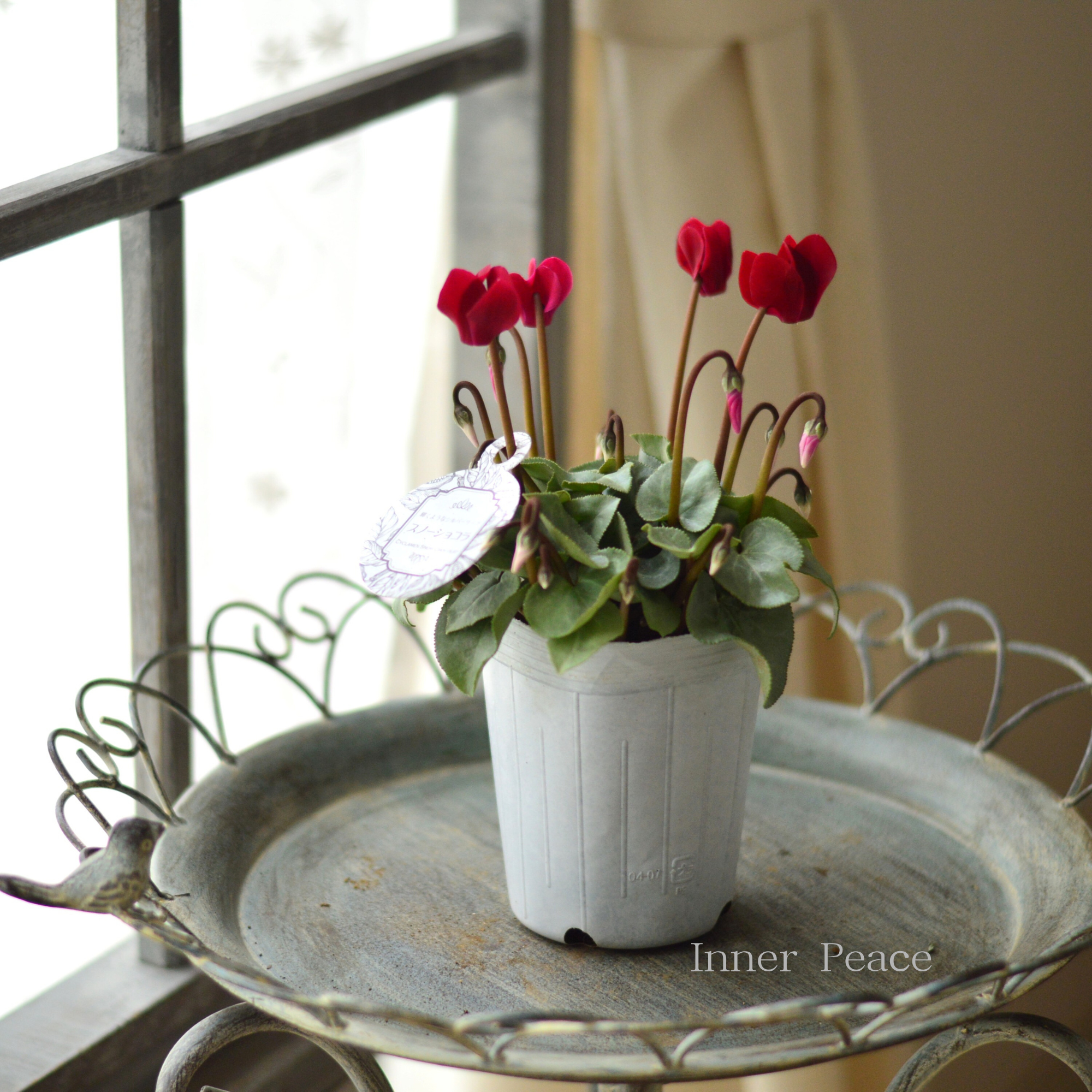 【オシャレ】 ミニシクラメン　『スノーショコラ』　 3寸ロングPOT