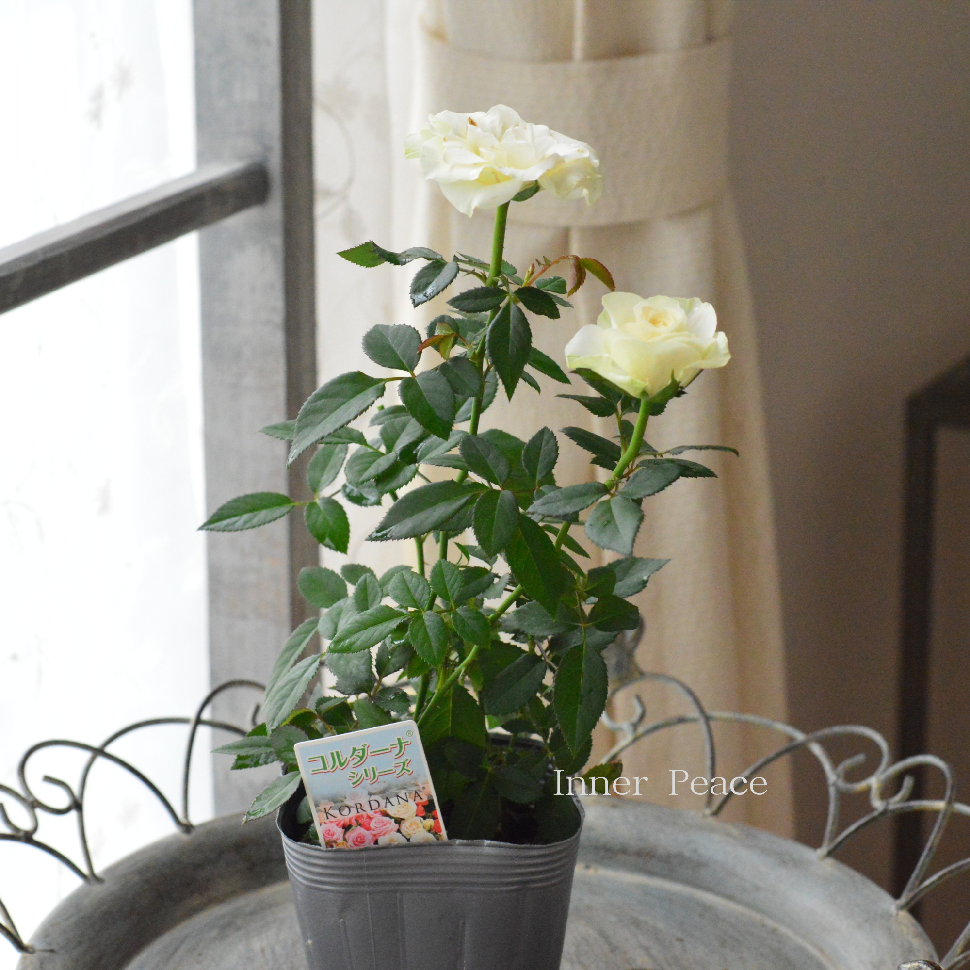 【分割できる】 ミニ薔薇  『コルダナ・パール』  3寸POT