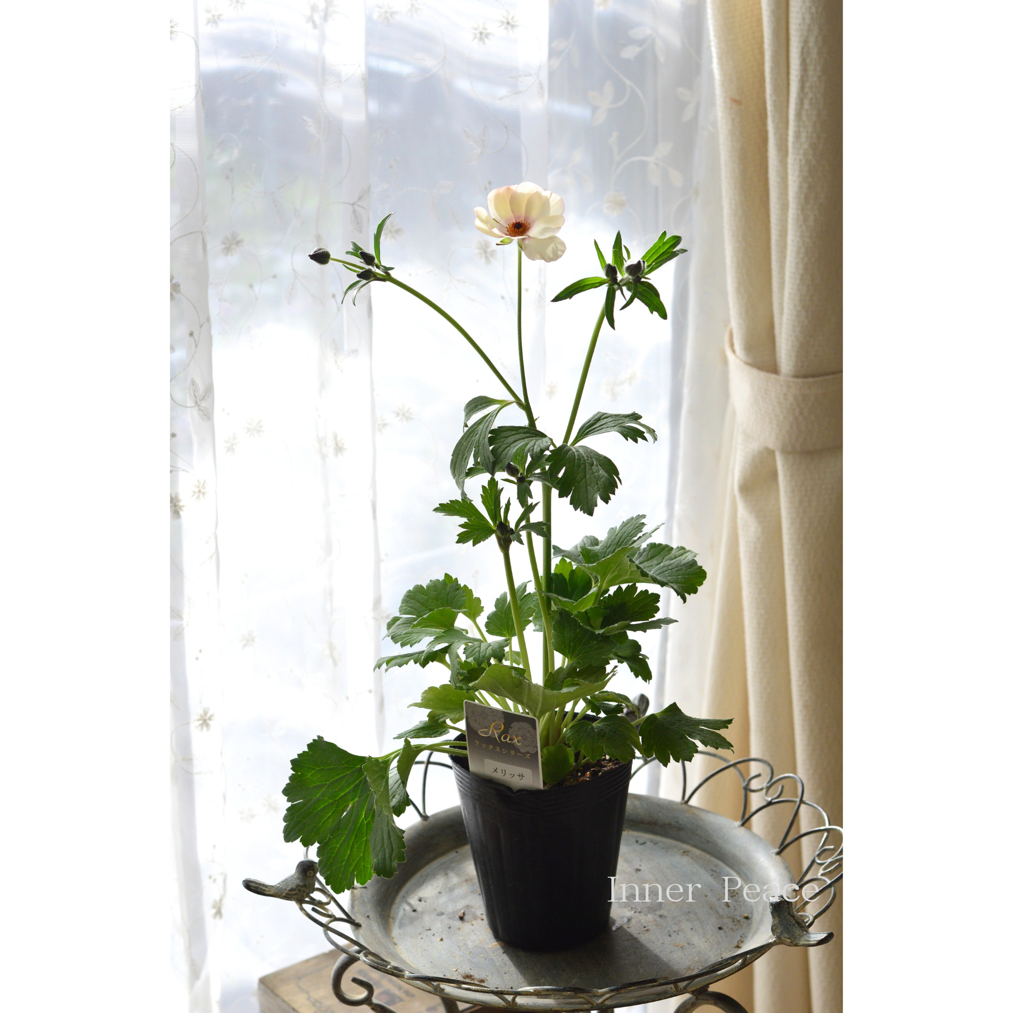 【美しい】 ラナンキュラス・ラックス 『メリッサ』　 4寸POT